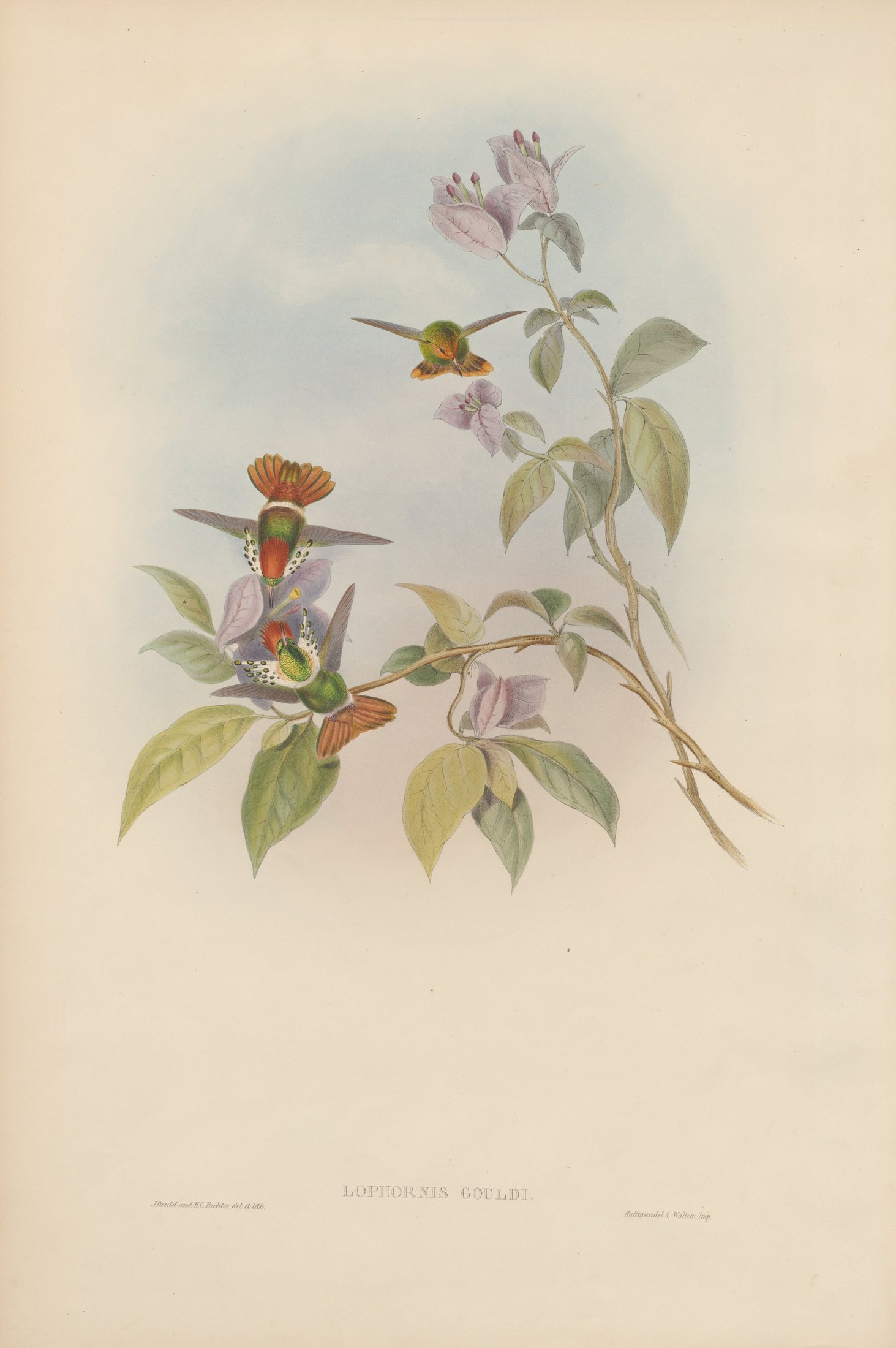 Lophornis gouldi — John Gould