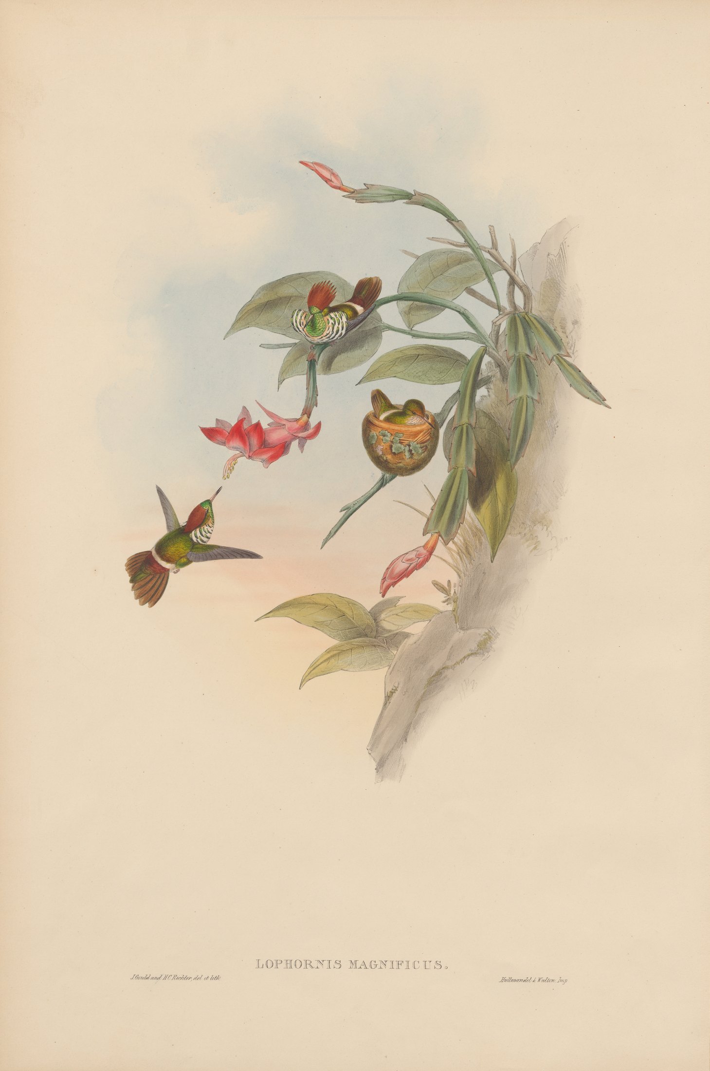 Lophornis magnificus — John Gould