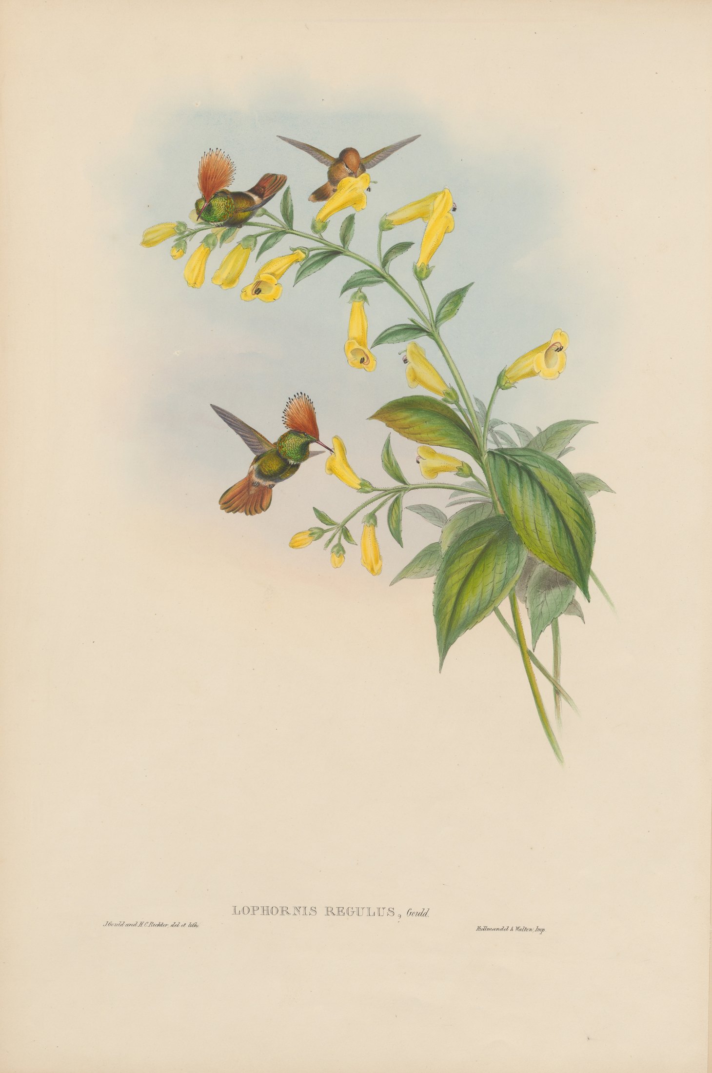 Lophornis regulus, Gould — John Gould