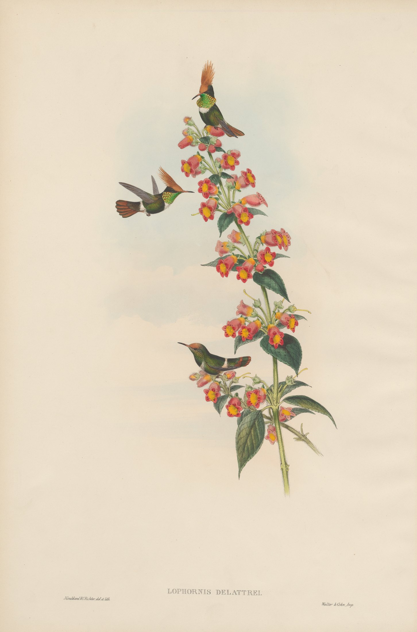 Lophornis delattrei, Less — John Gould