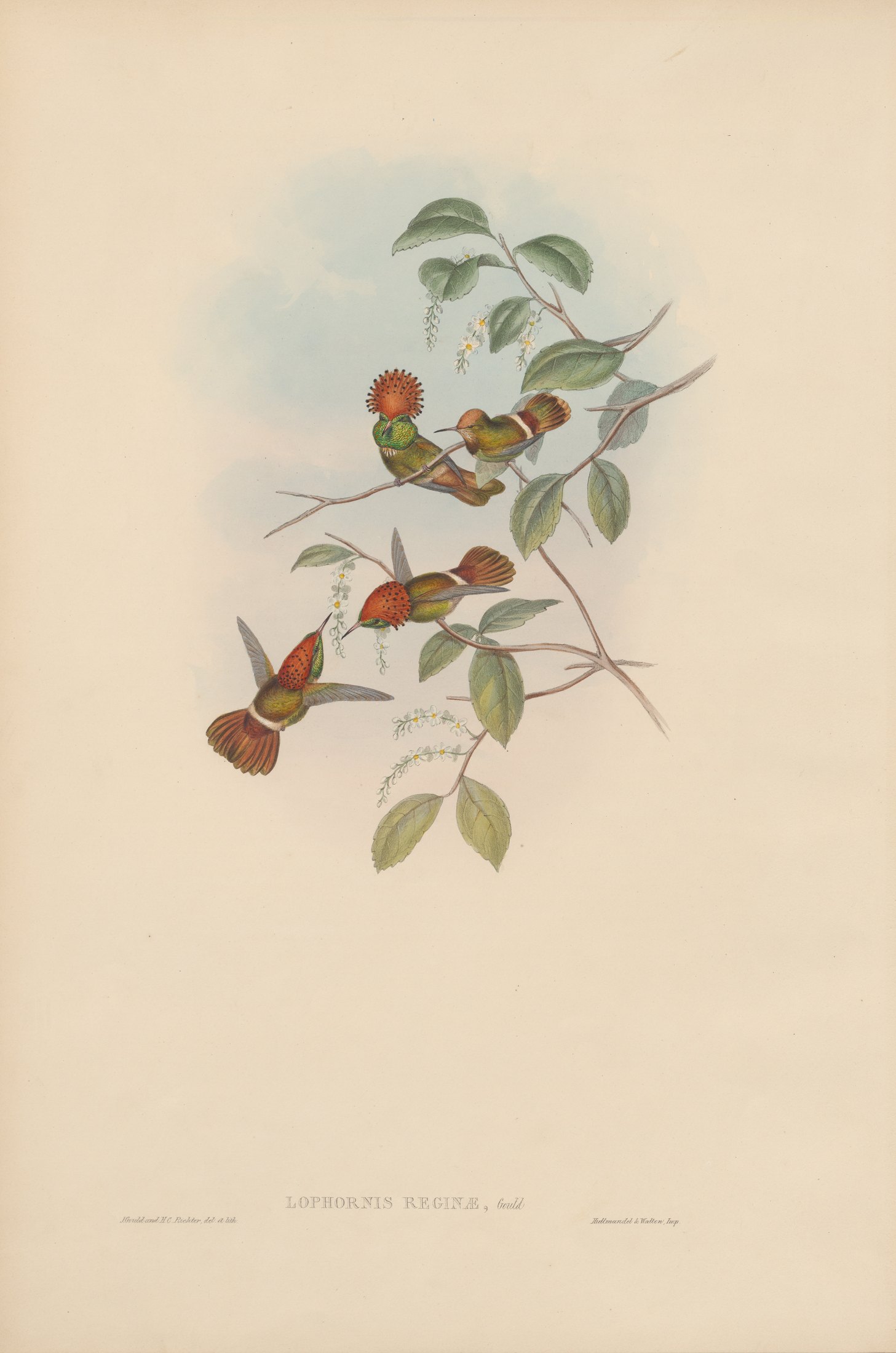 Lophornis reginæ, Gould — John Gould