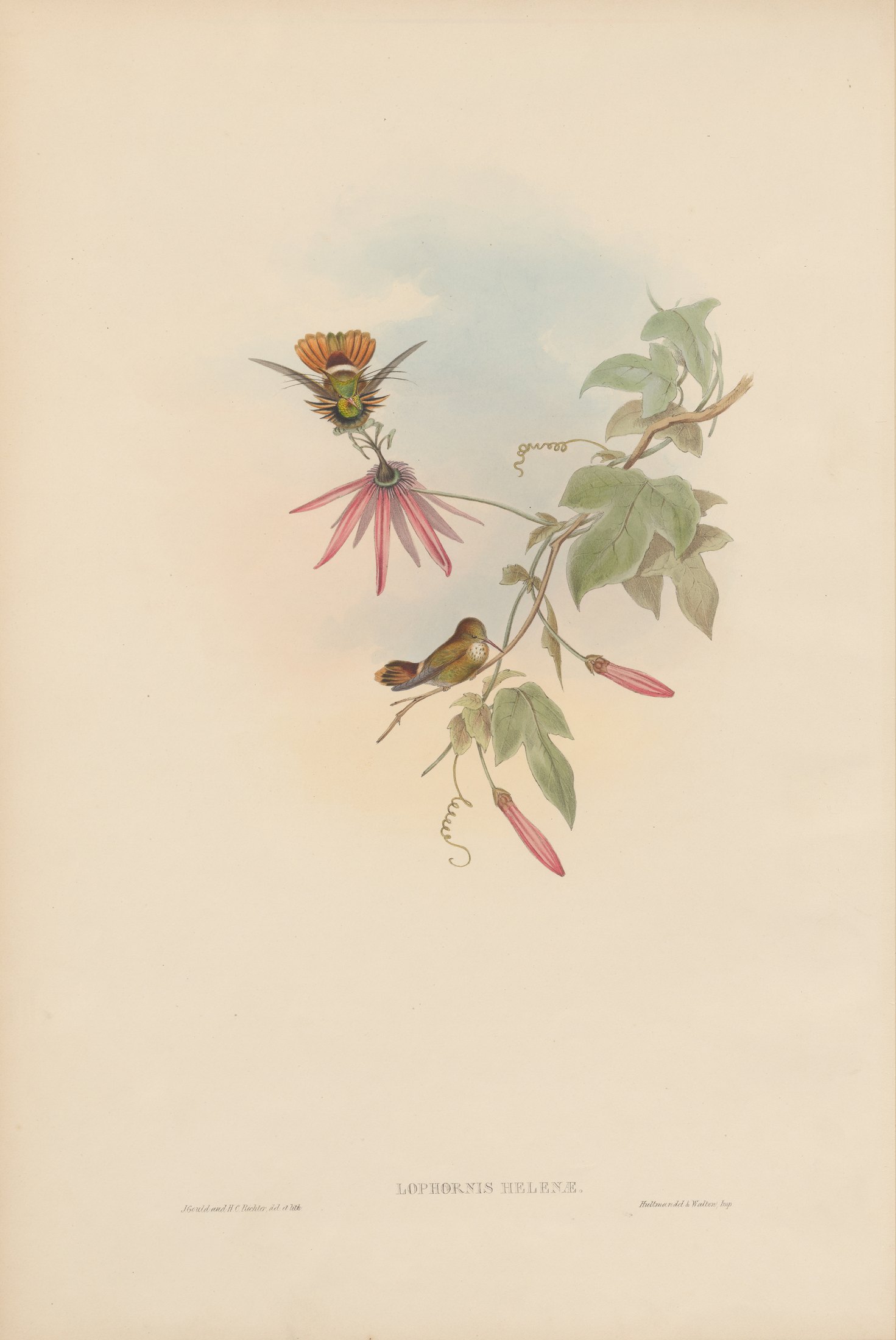Lophornis helenæ — John Gould