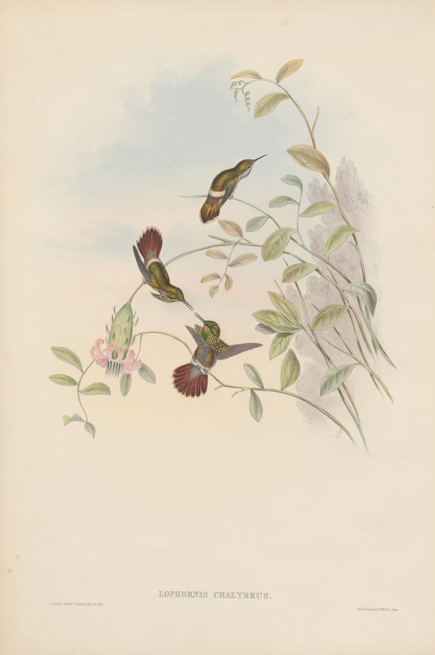 Lophornis chalybeus — John Gould