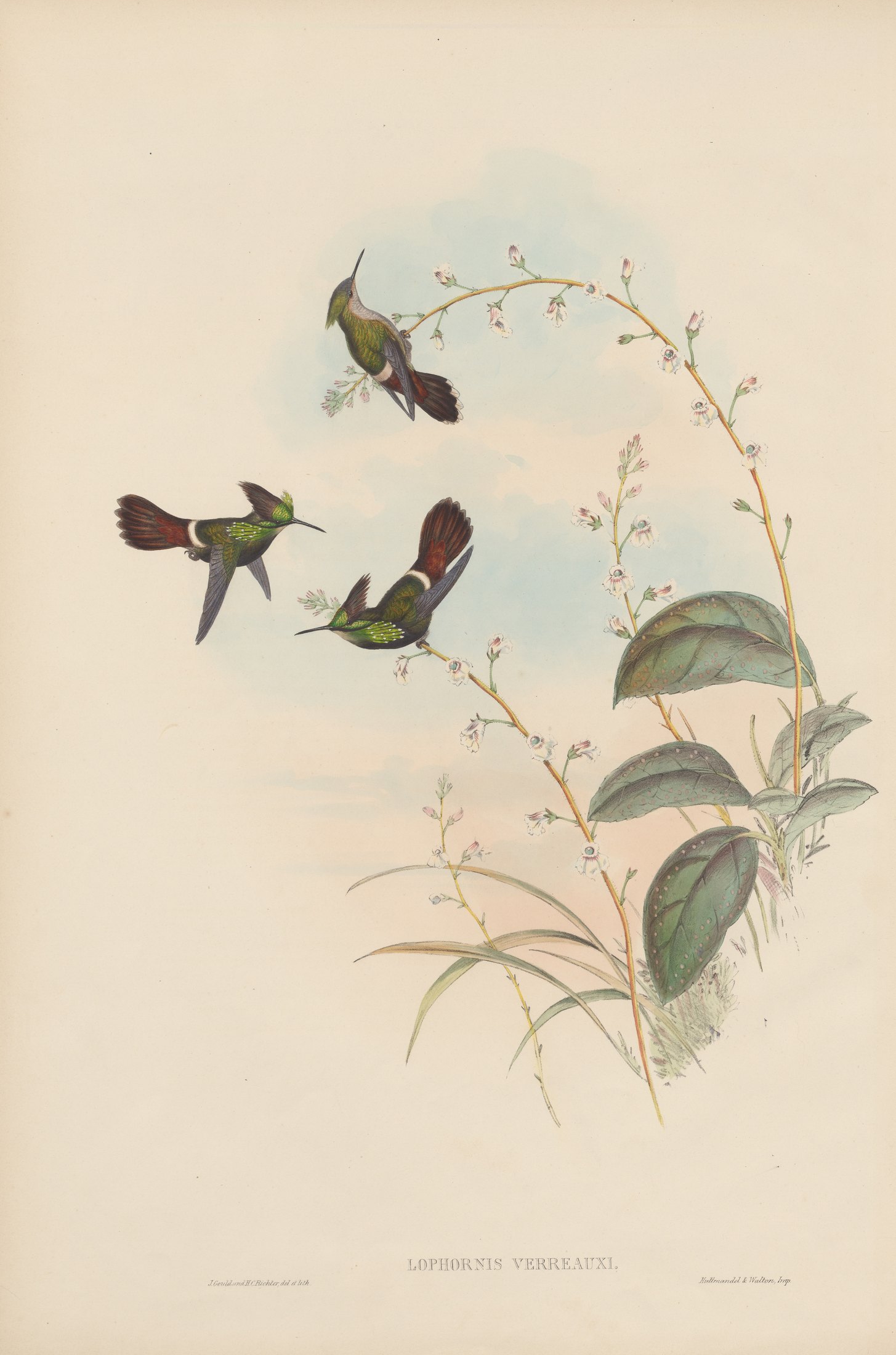 Lophornis verreauxi — John Gould