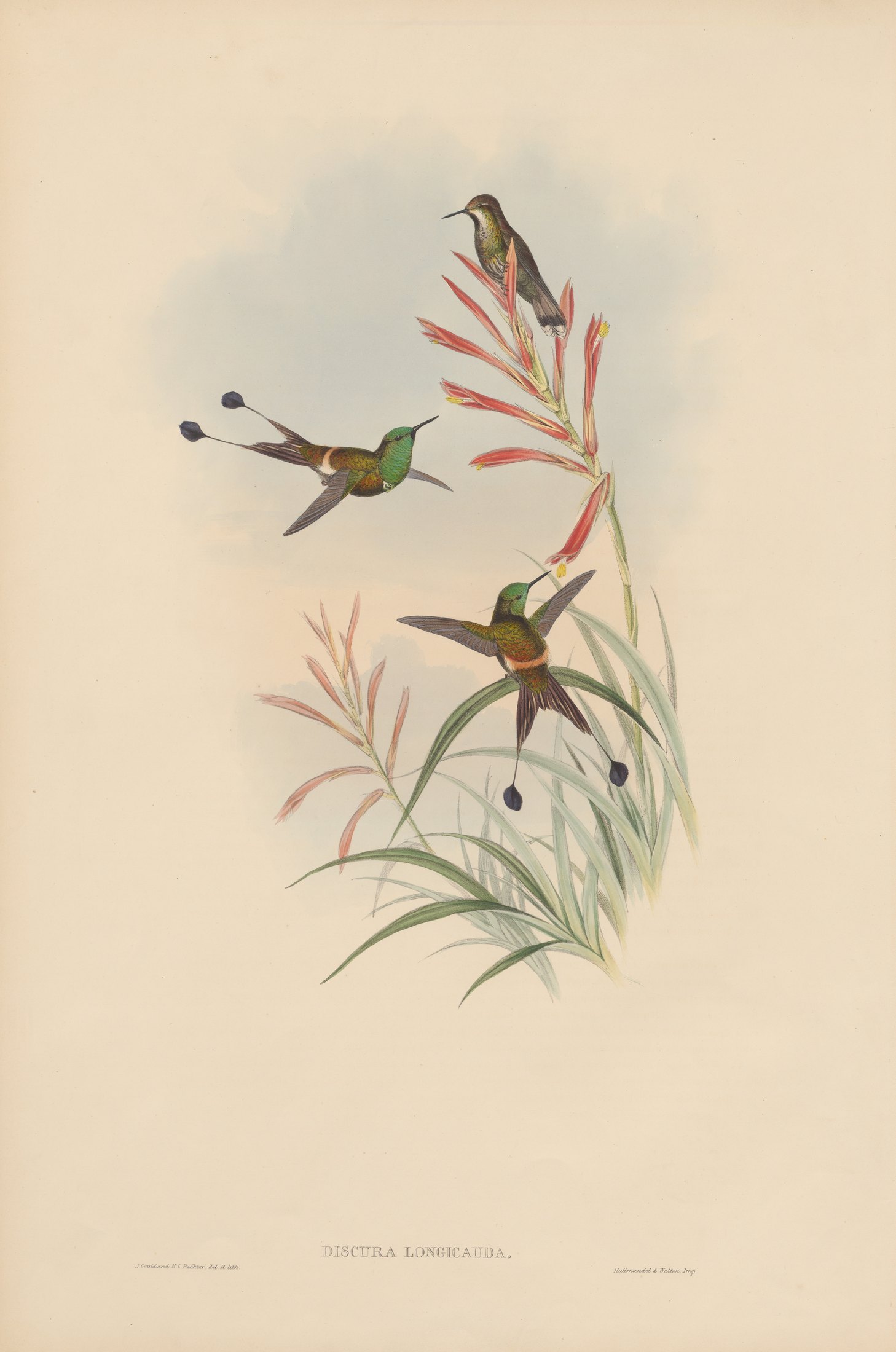 Discura longicauda — John Gould