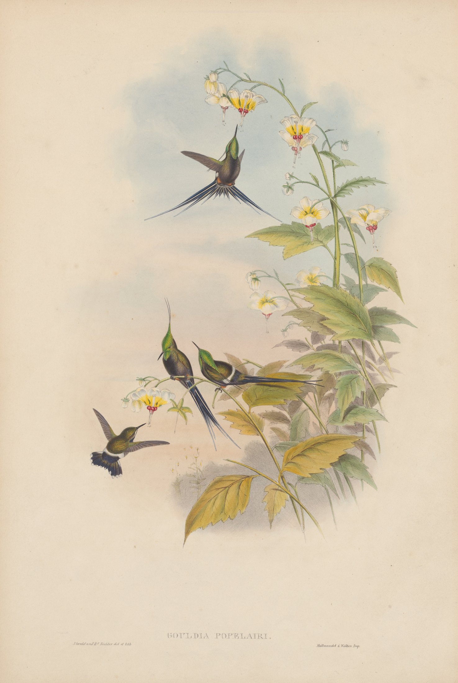 Gouldia popelairi — John Gould