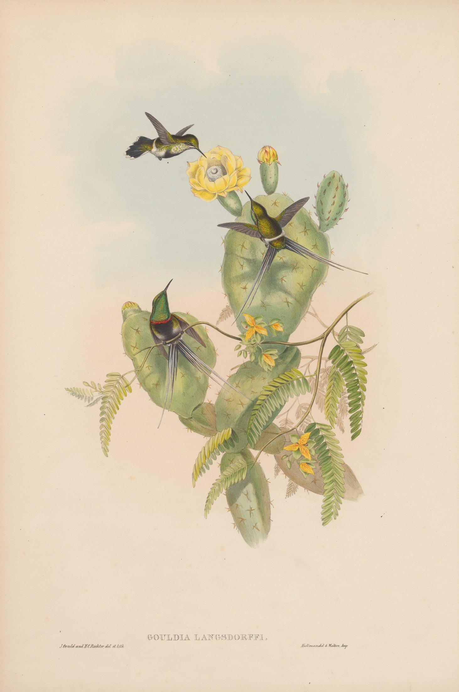 Gouldia langsdorffi — John Gould