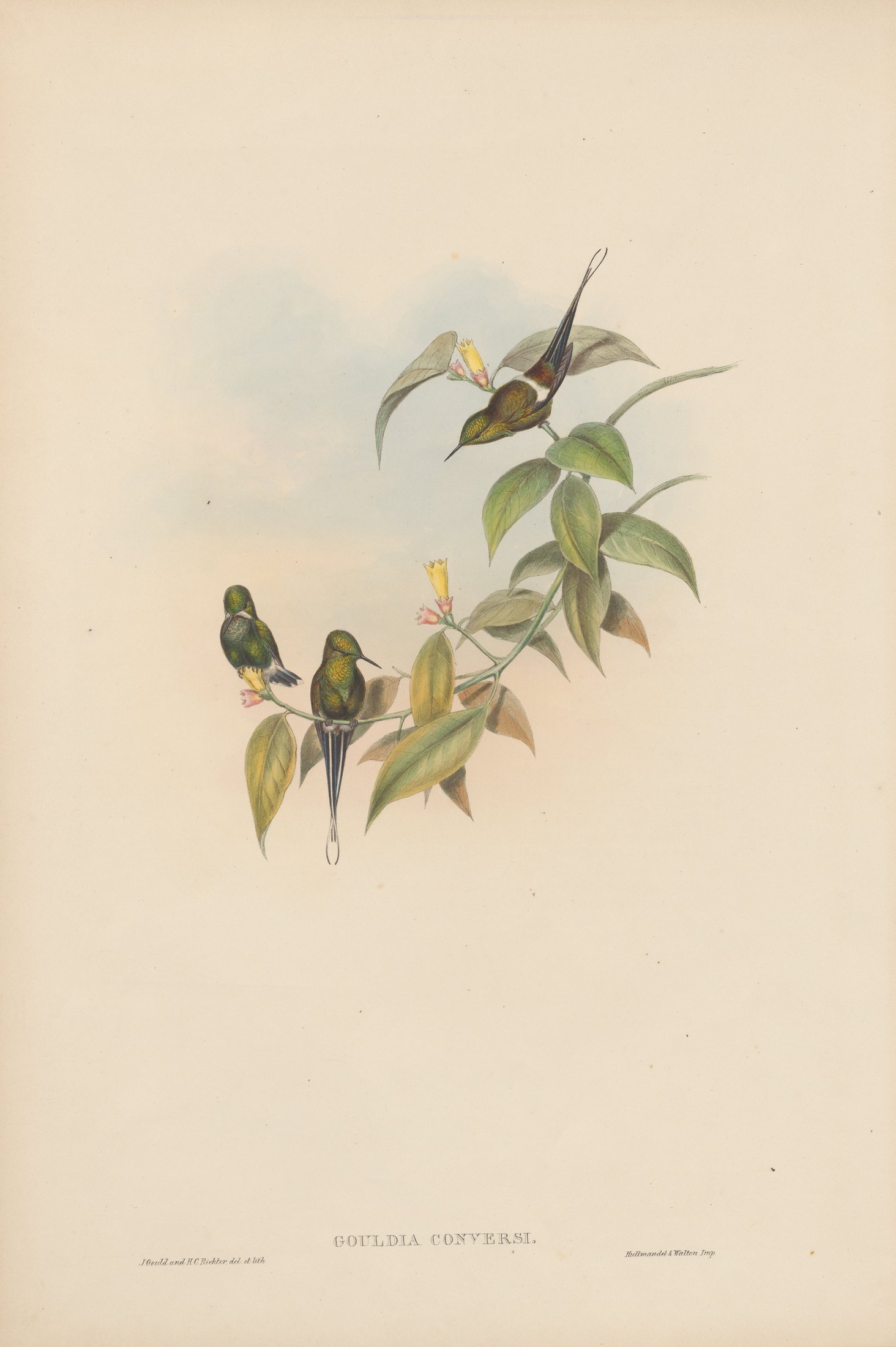 Gouldia conversi — John Gould