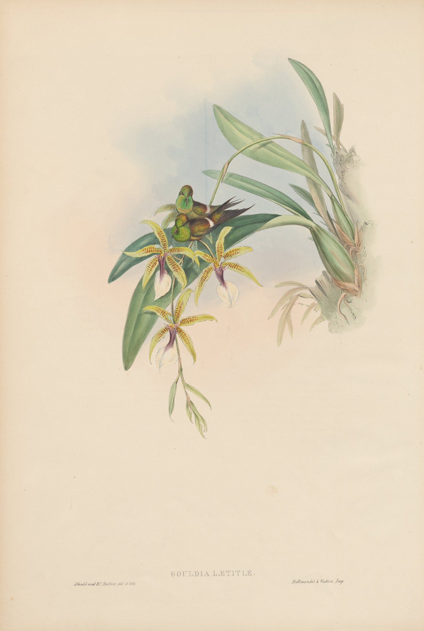 Gouldia lætitiæ — John Gould