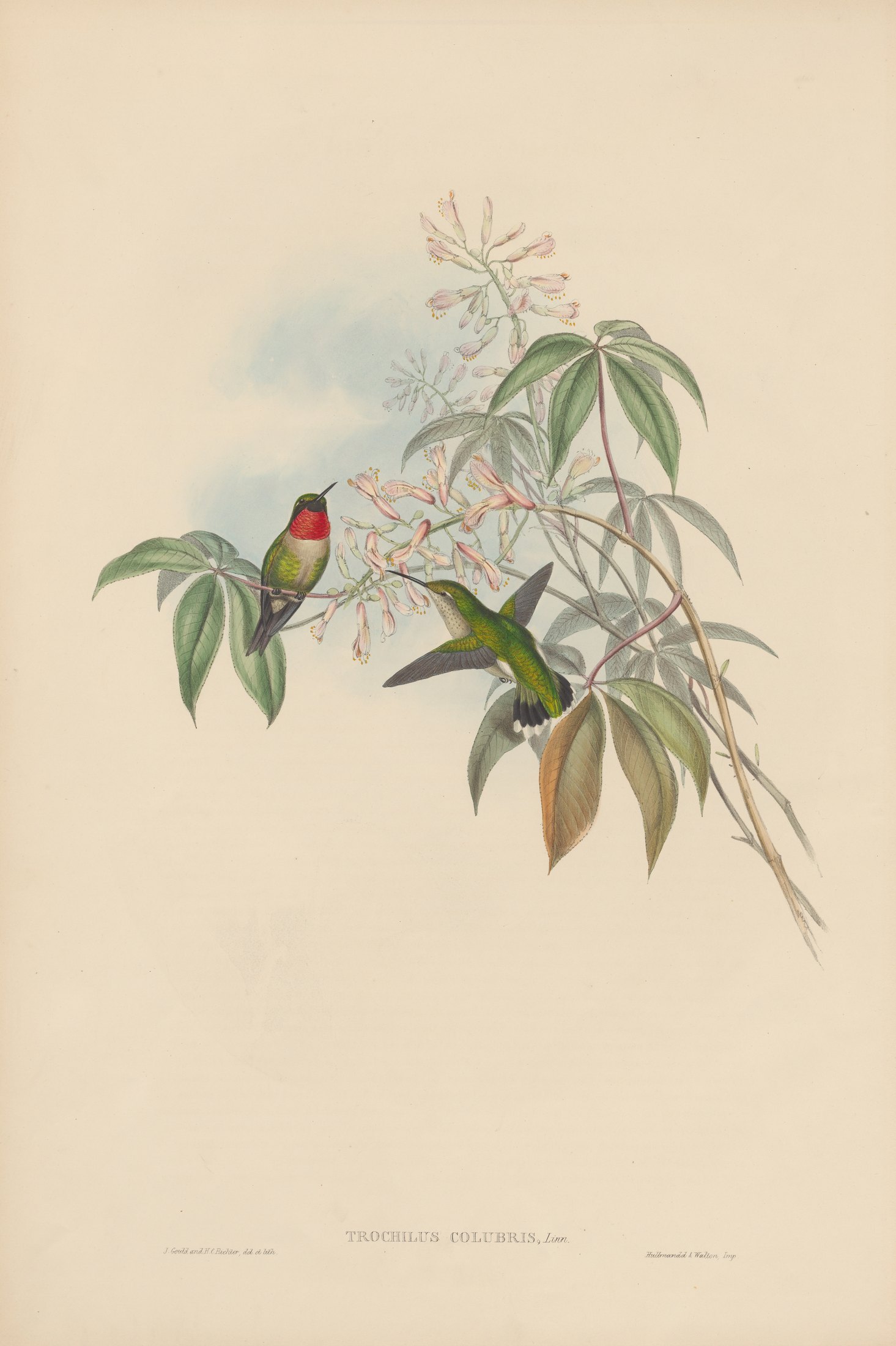 Trochilus colubris, Linn. — John Gould