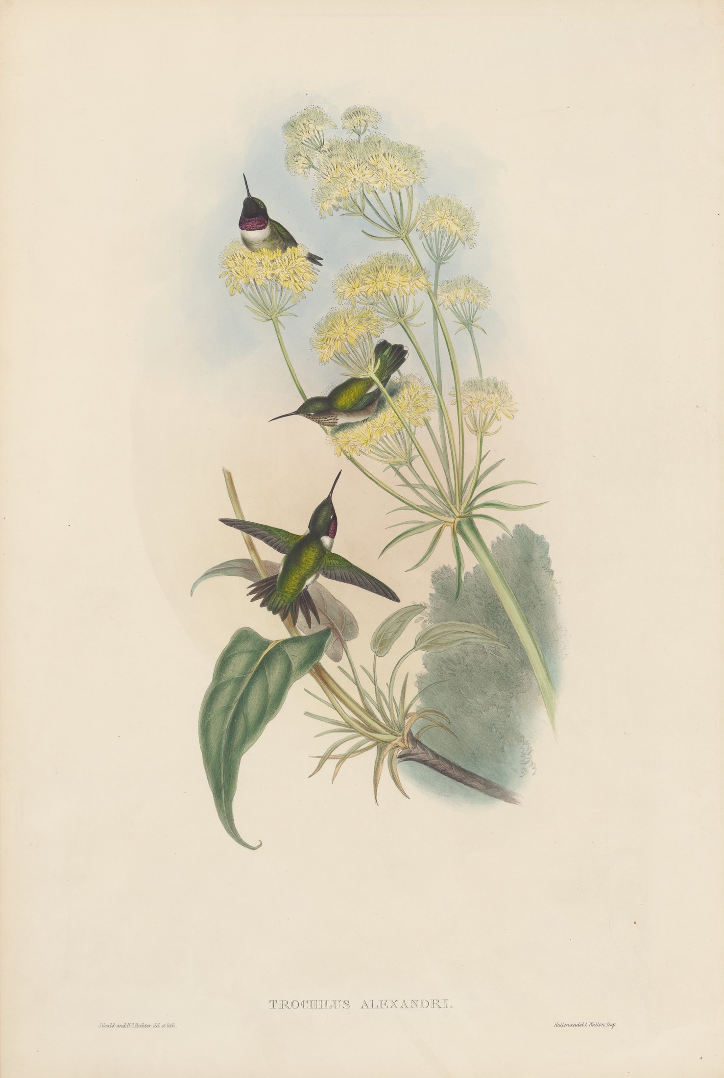 Trochilus alexandri — John Gould