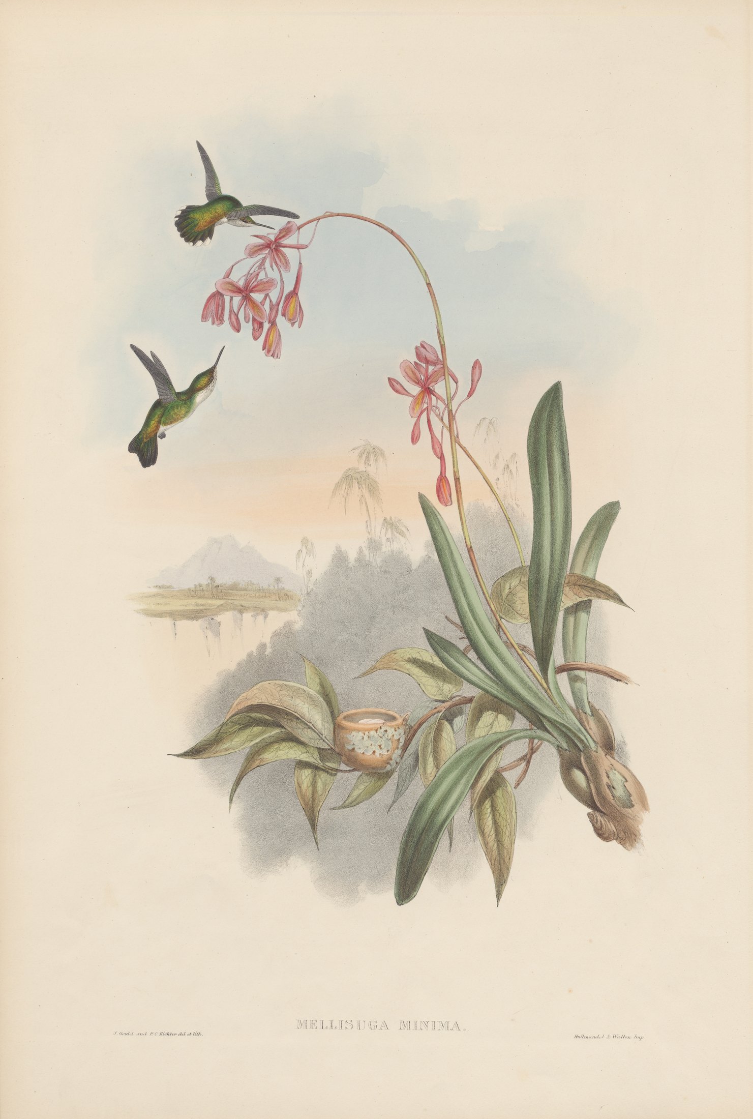 Mellisuga minima — John Gould