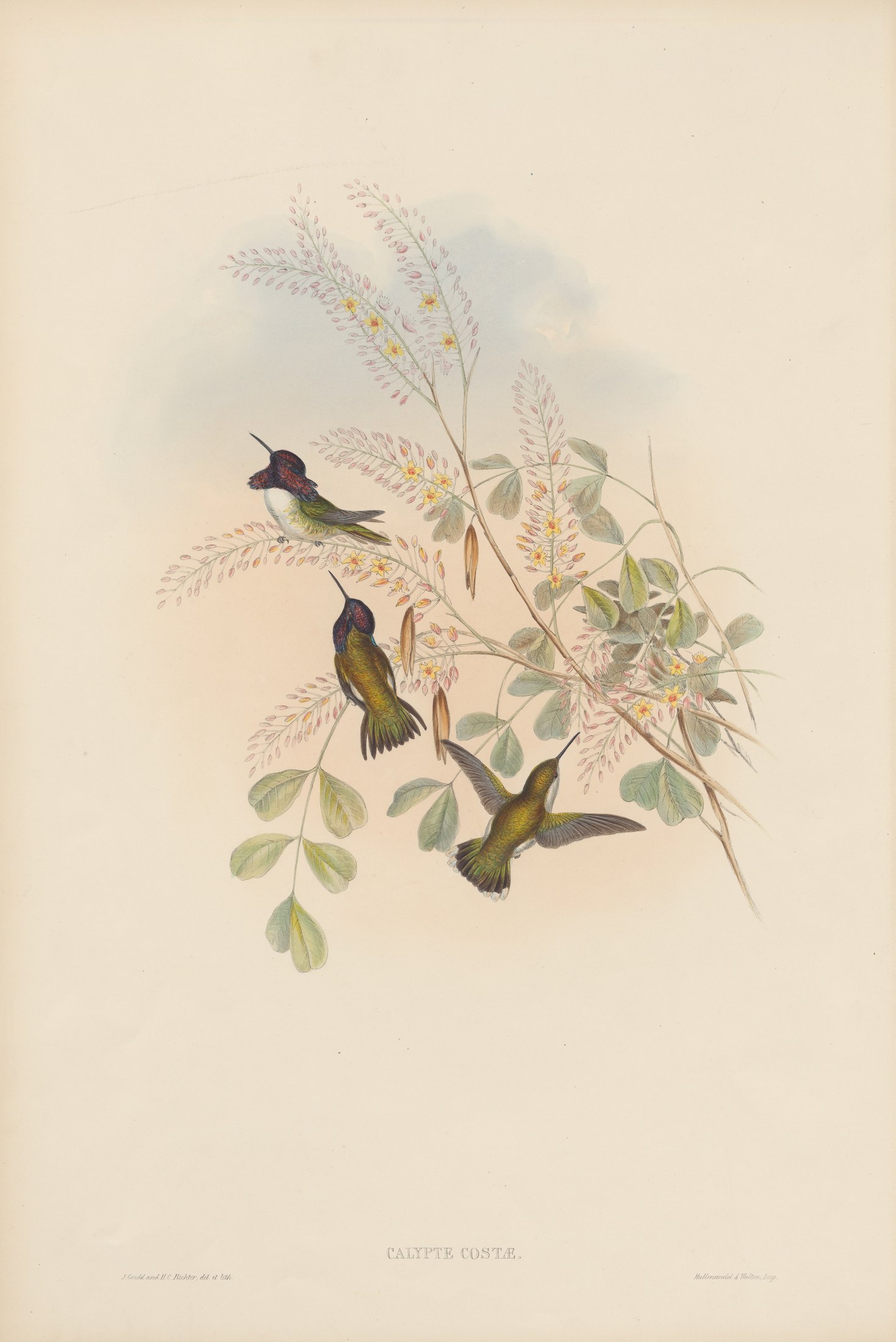 Calypte costæ — John Gould
