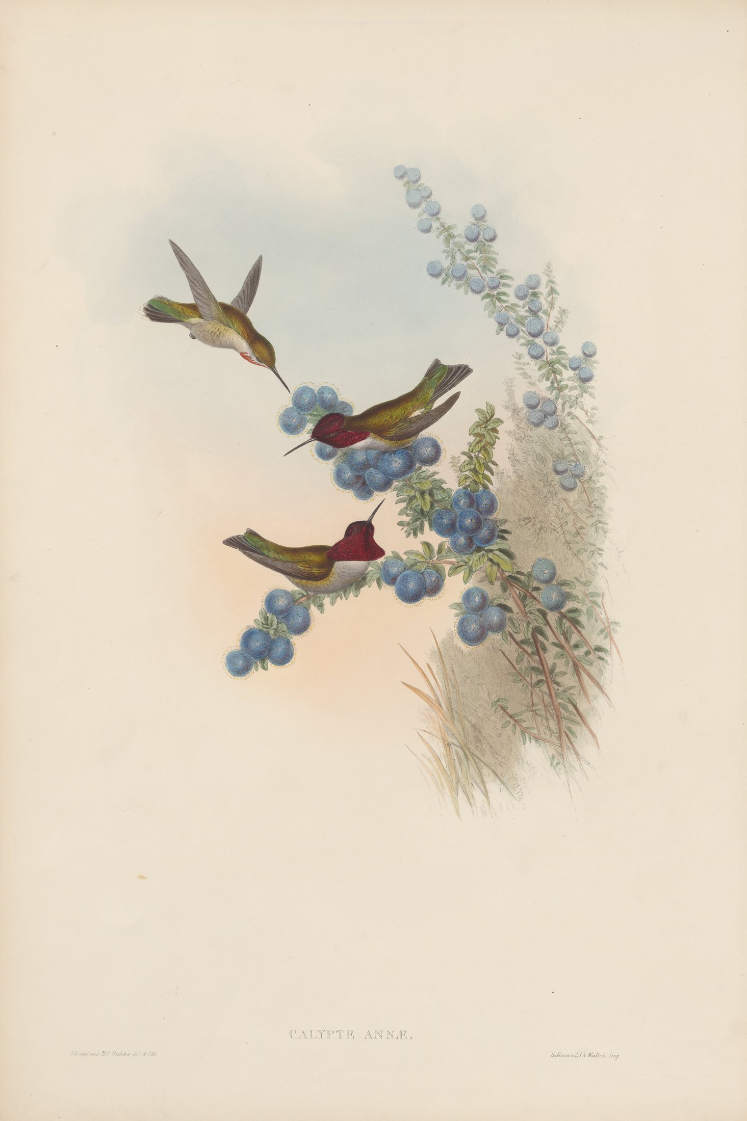 Calypte annæ — John Gould