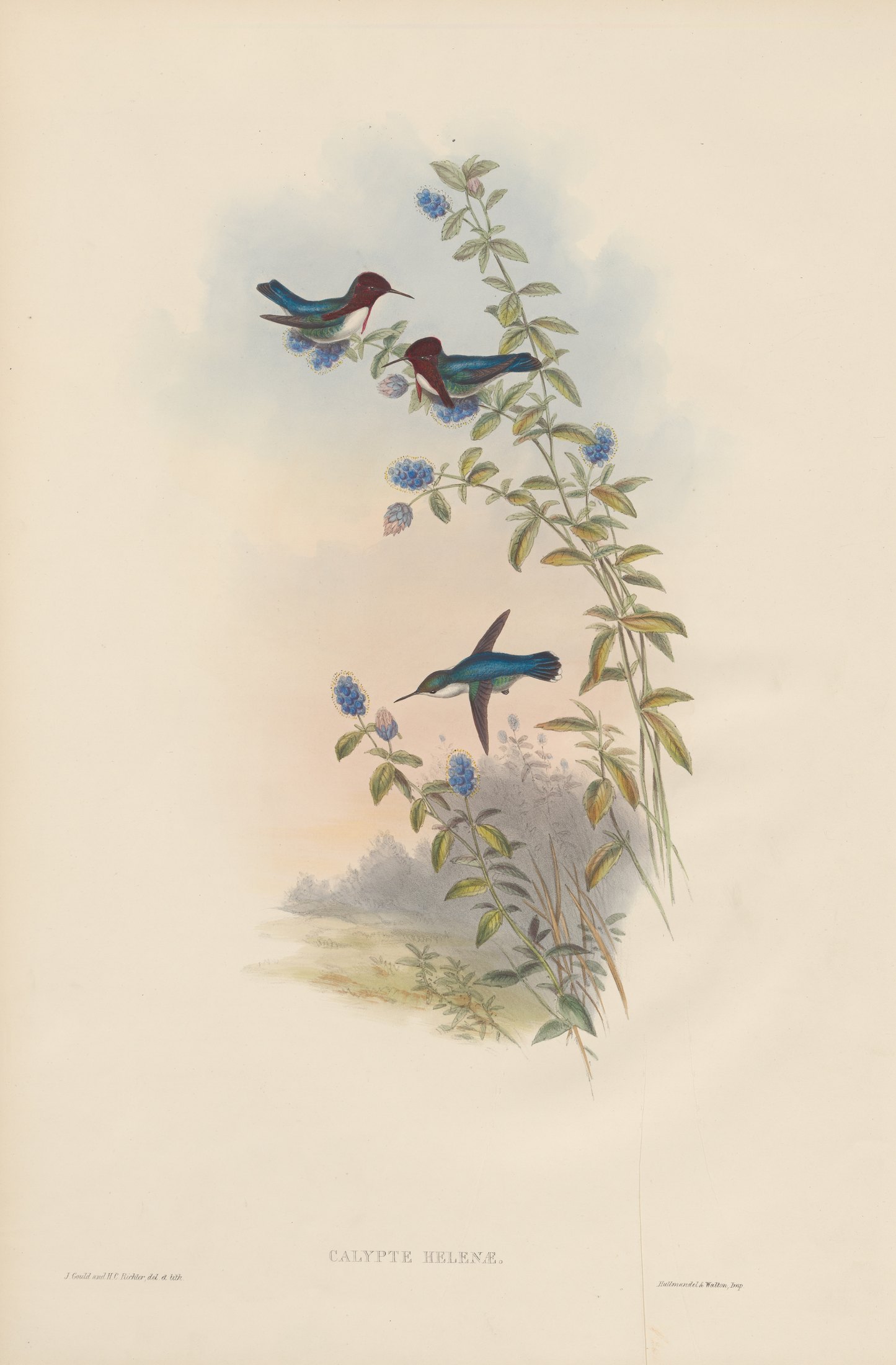 Calypte helenæ — John Gould