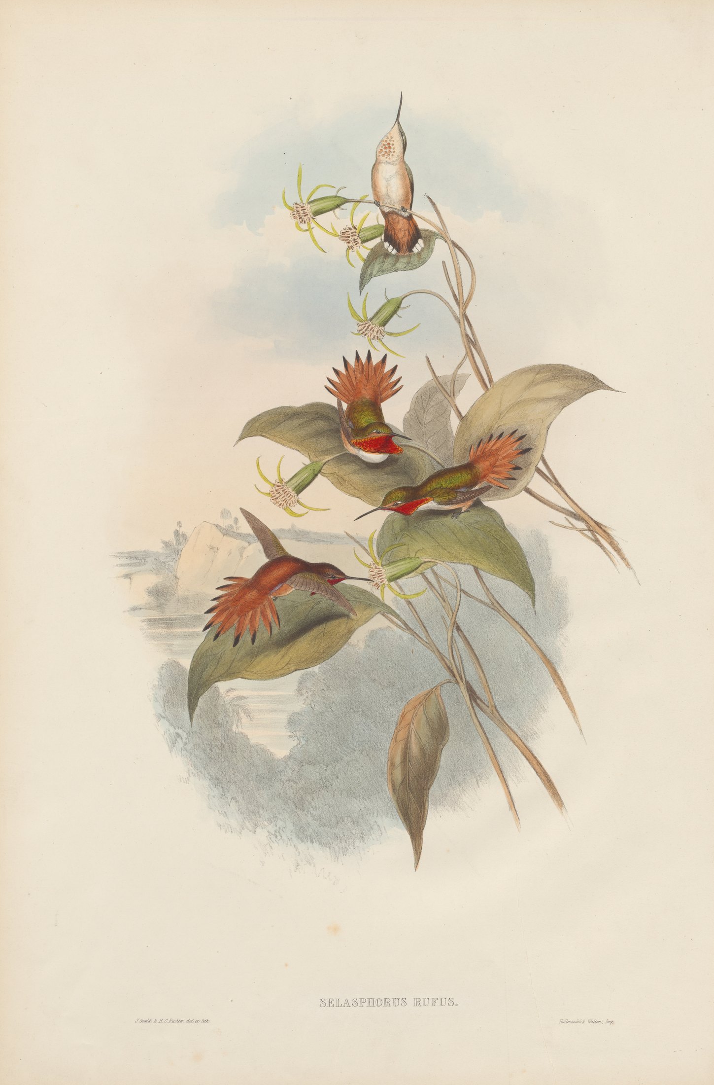 Selasphorus rufus — John Gould