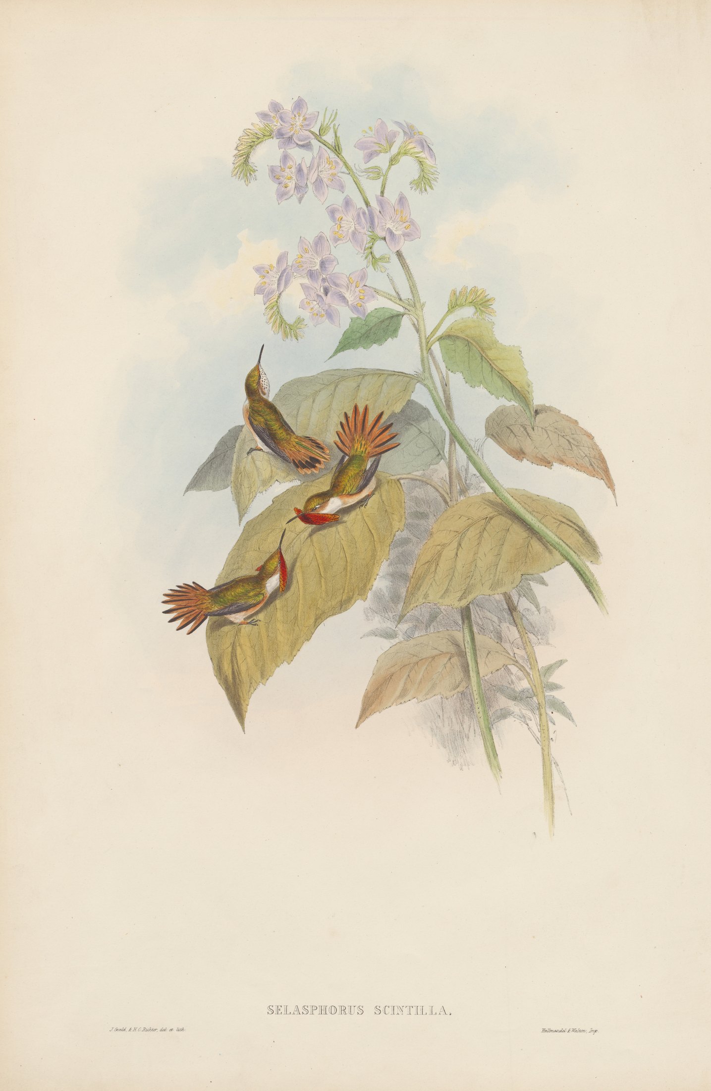Selasphorus scintilla, Gould — John Gould