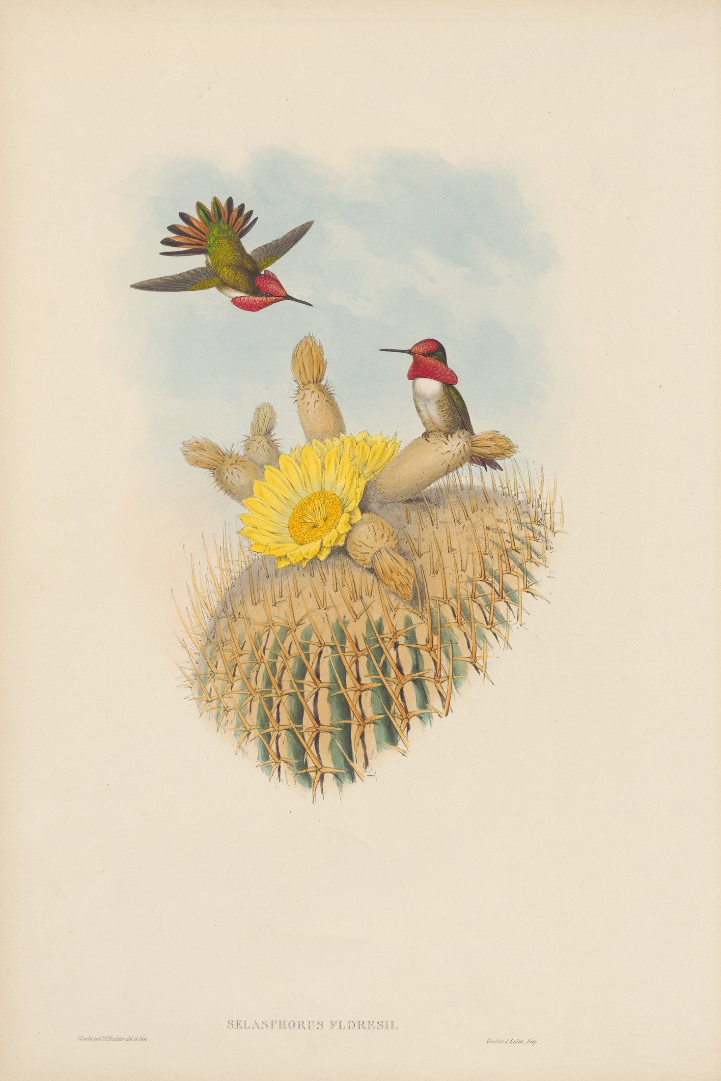 Selasphorus floresii — John Gould