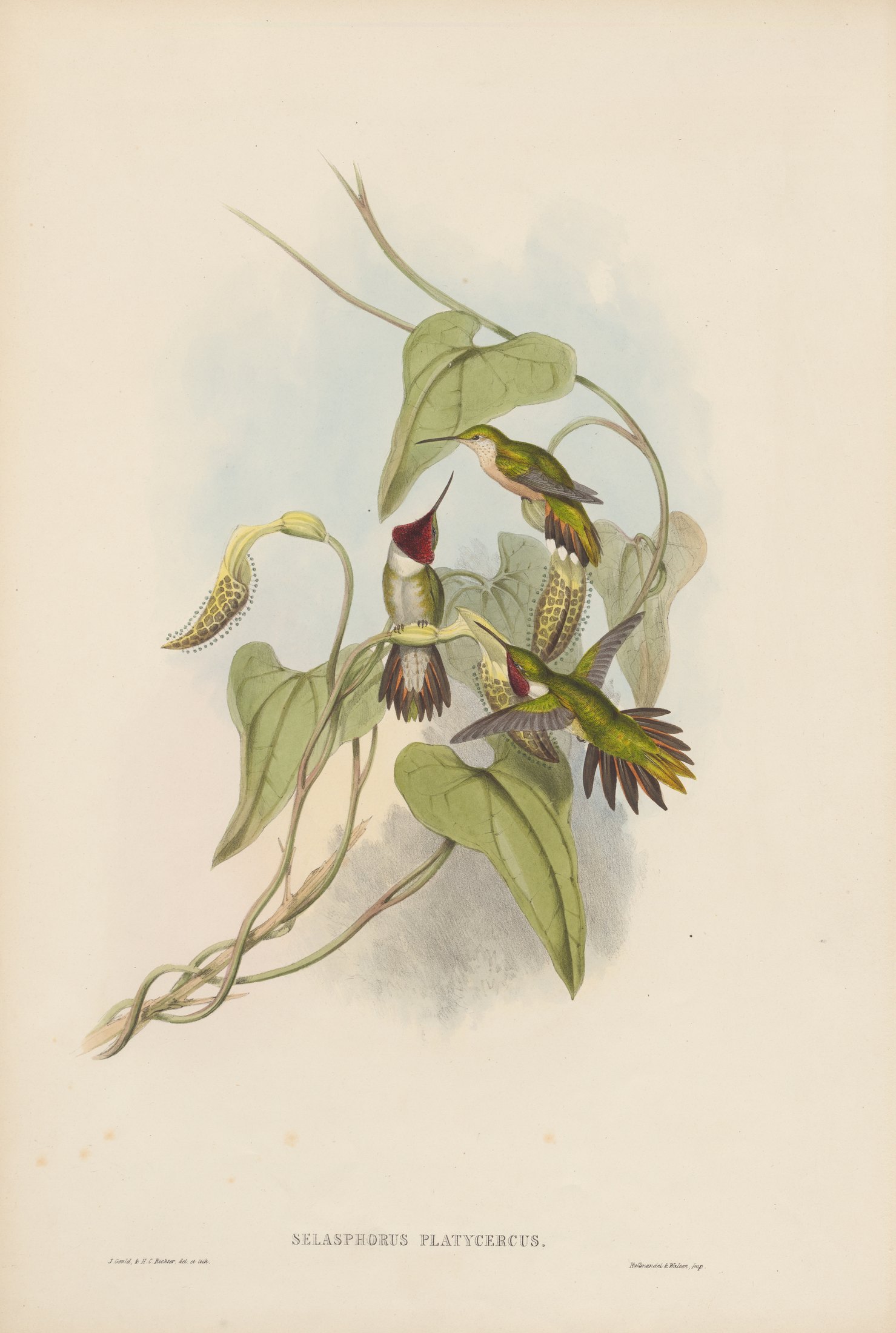 Selasphorus platycercus — John Gould
