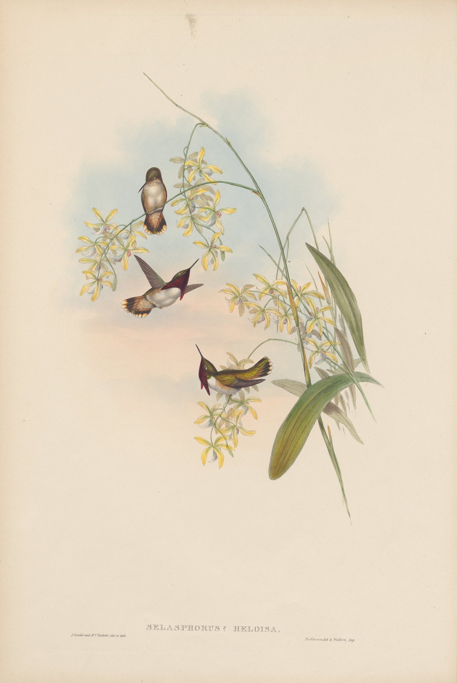 Selasphorus heloisæ — John Gould