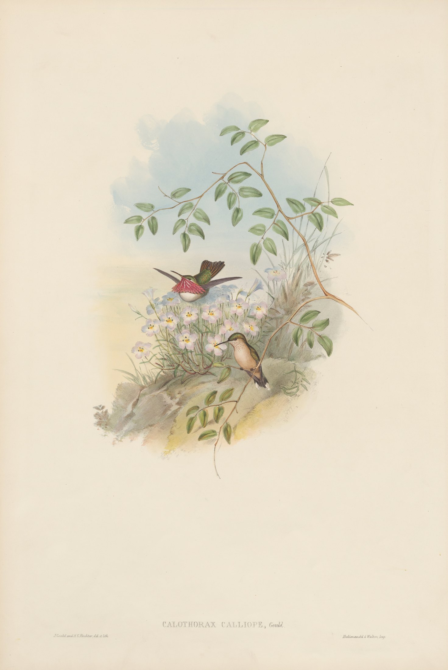 Calothorax calliope, Gould — John Gould