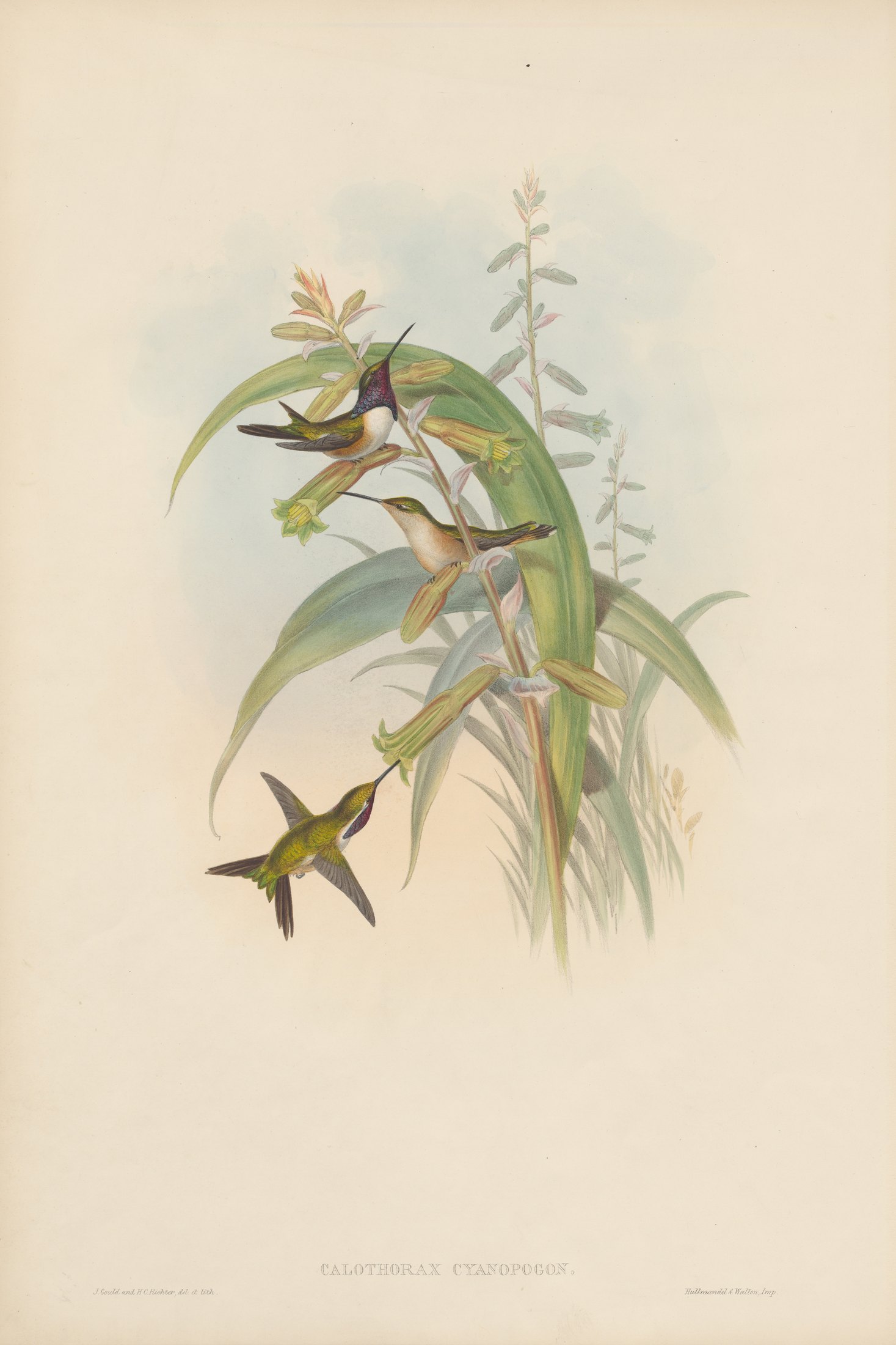 Calothorax cyanopogon — John Gould