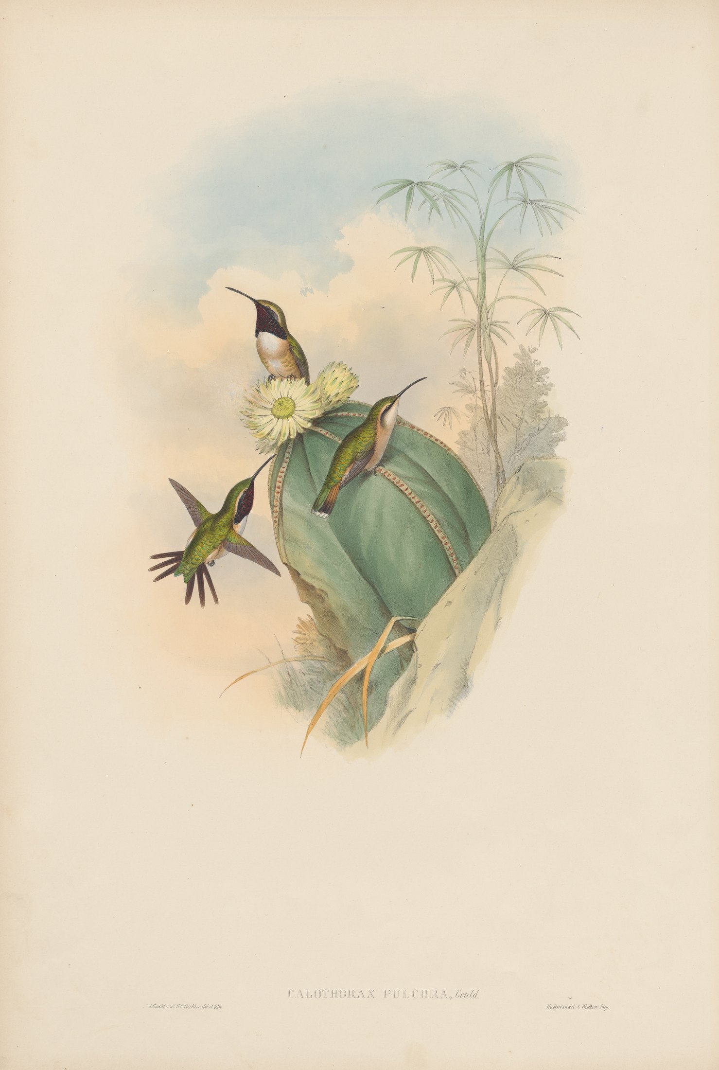 Calothorax pulcher, Gould — John Gould