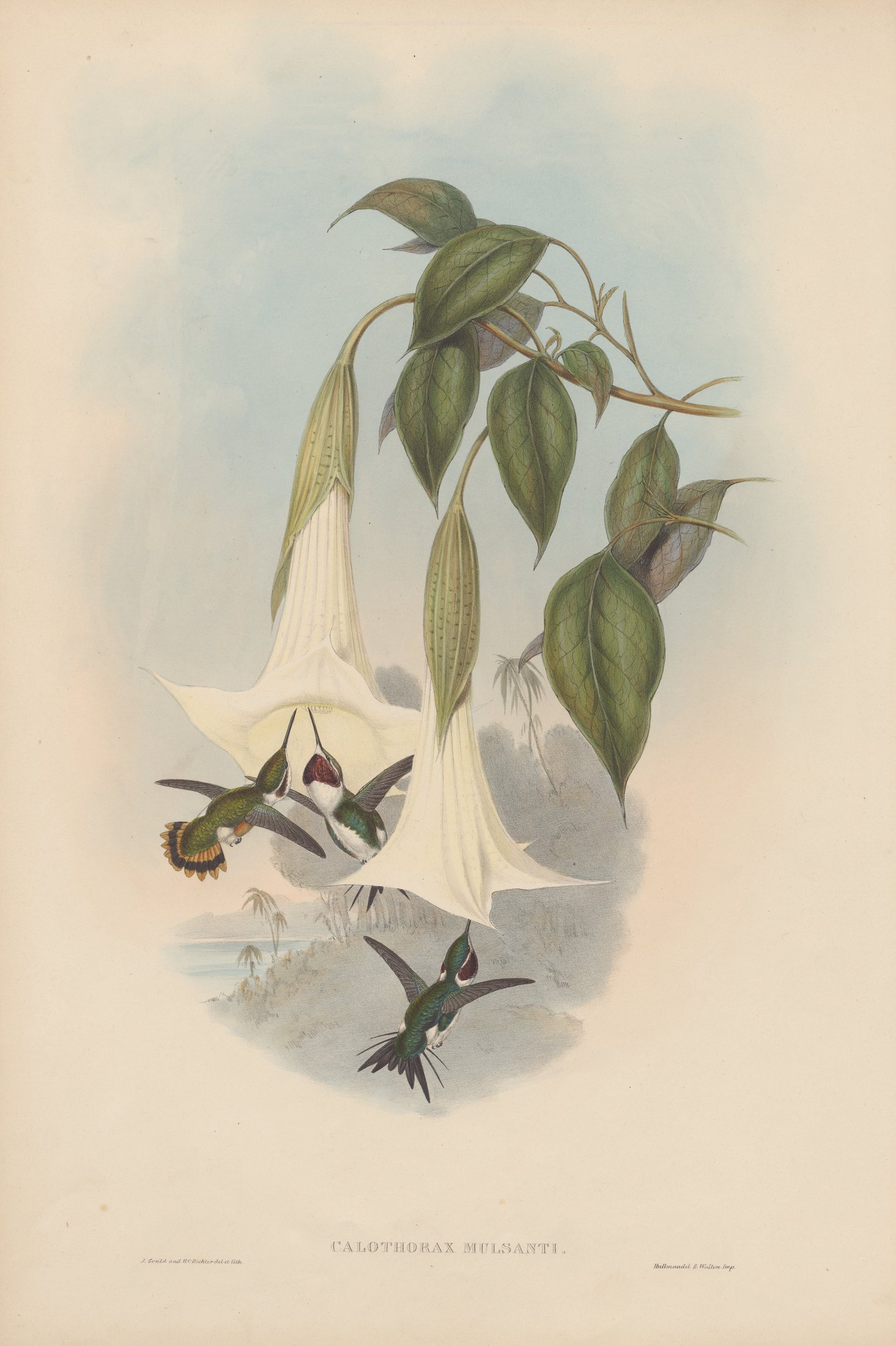 Calothorax mulsanti — John Gould