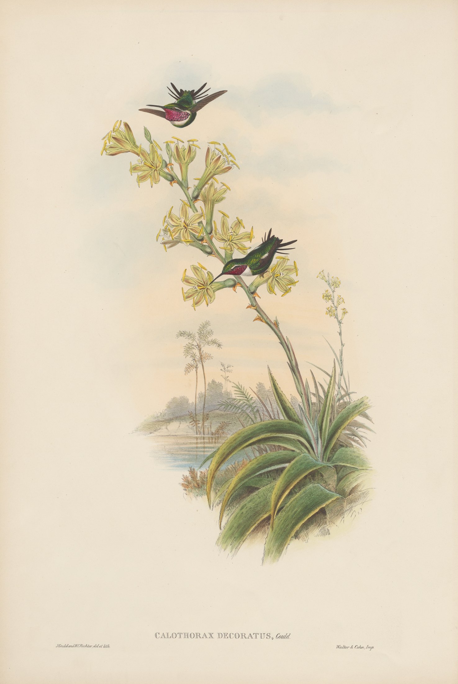 Calothorax decoratus, Gould — John Gould