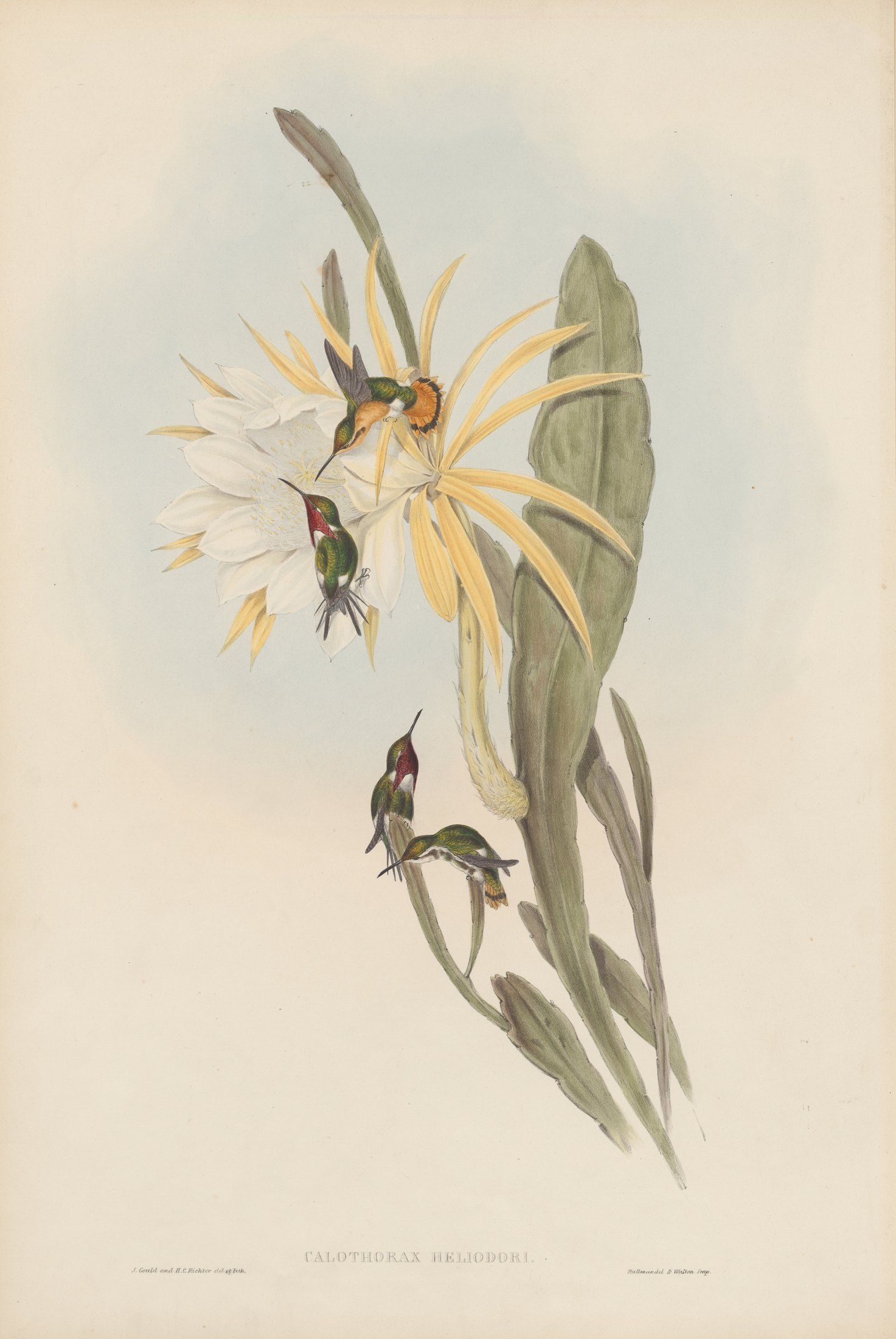 Calothorax heliodori — John Gould