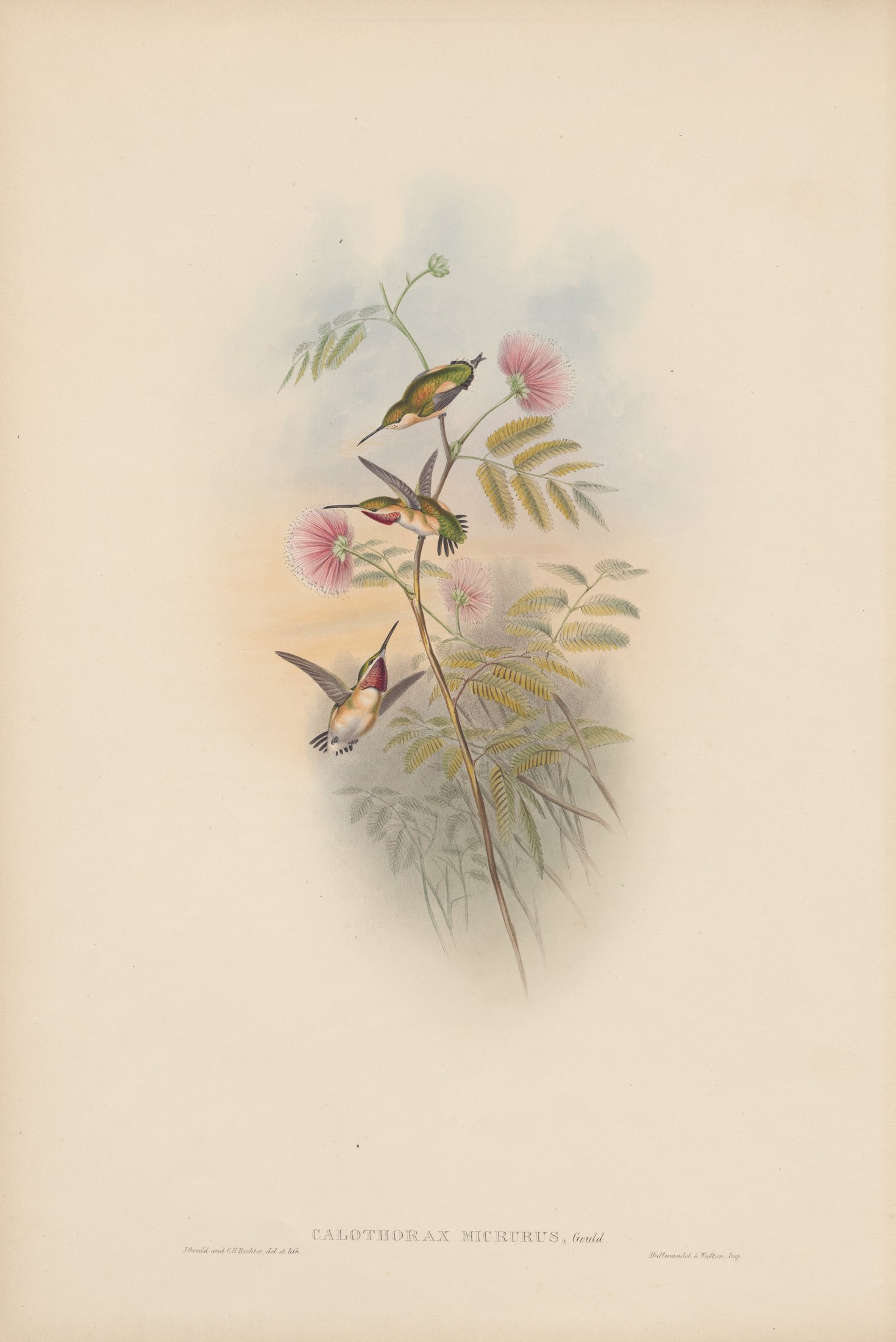 Calothorax micrurus, Gould — John Gould