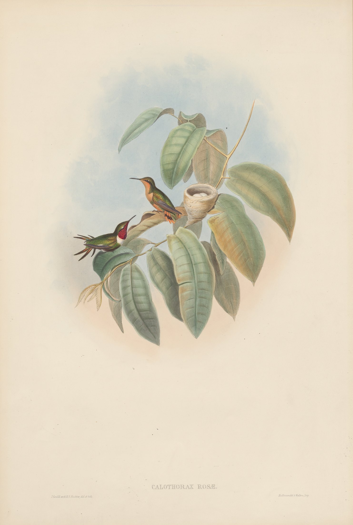 Calothorax rosæ — John Gould