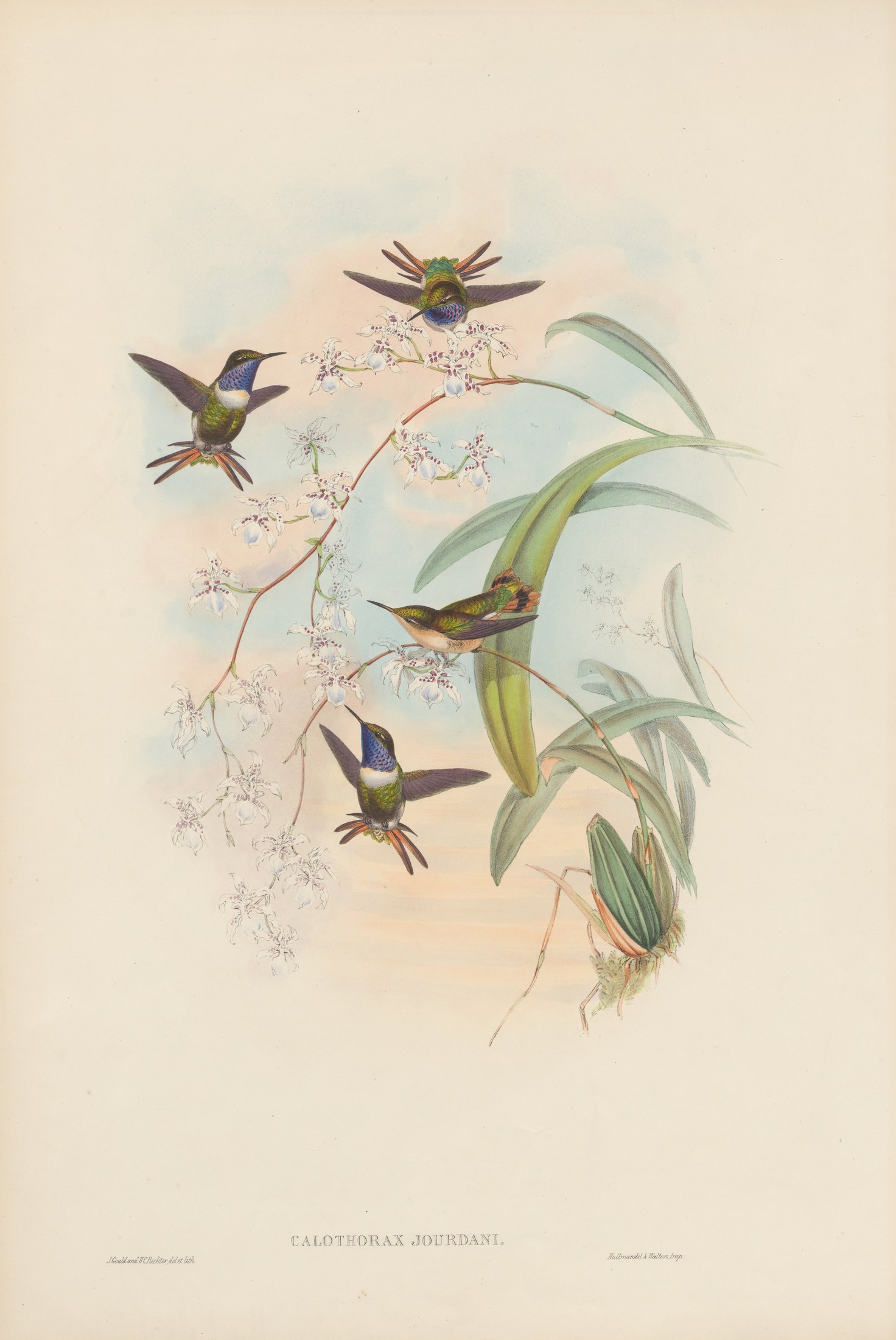 Calothorax jourdani — John Gould