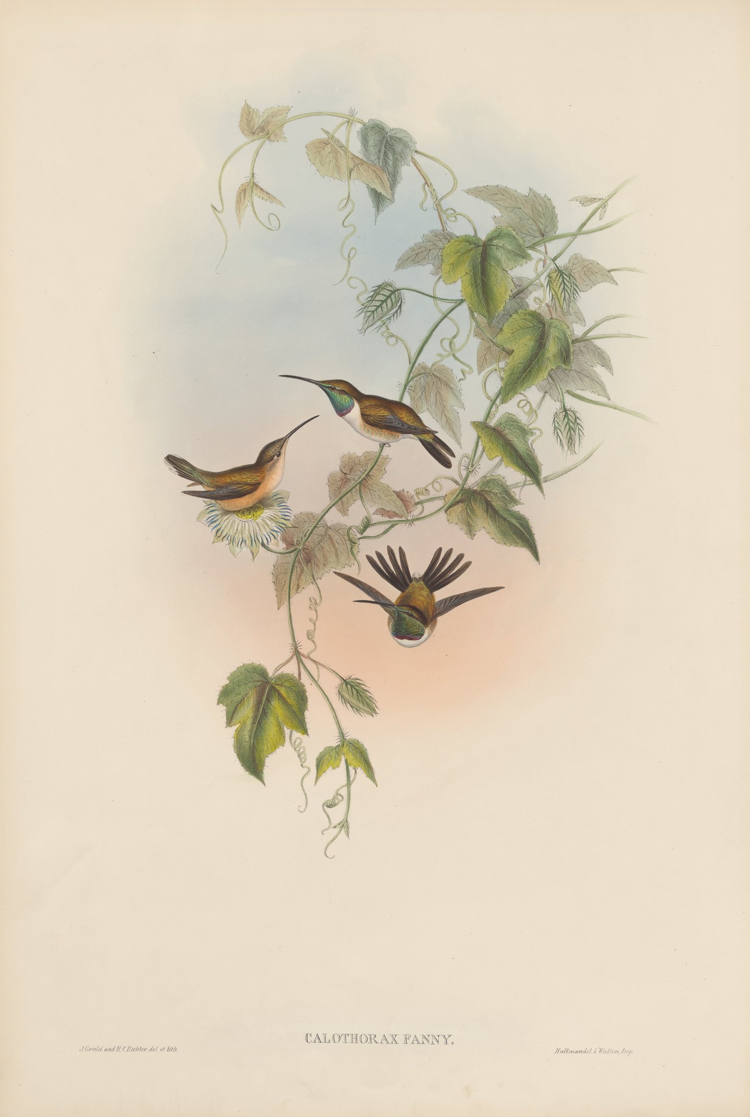 Calothorax fanny — John Gould
