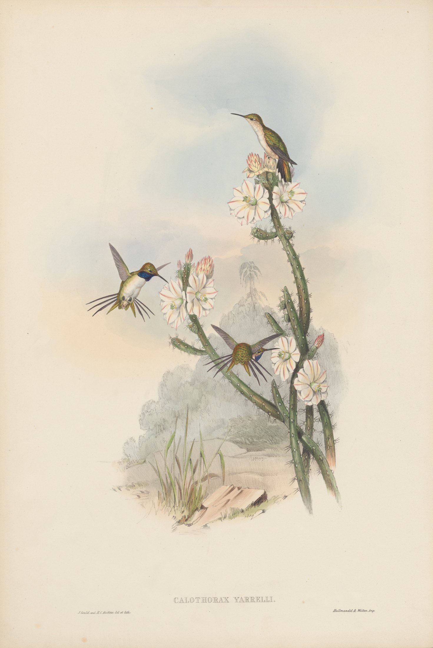 Calothorax yarrelli — John Gould