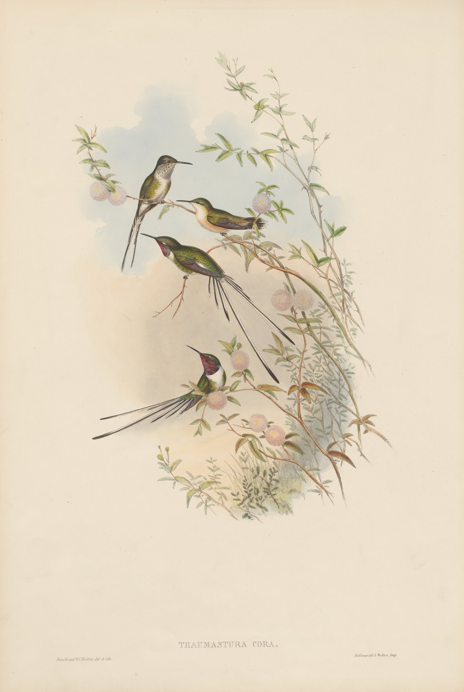 Thaumastura coræ — John Gould