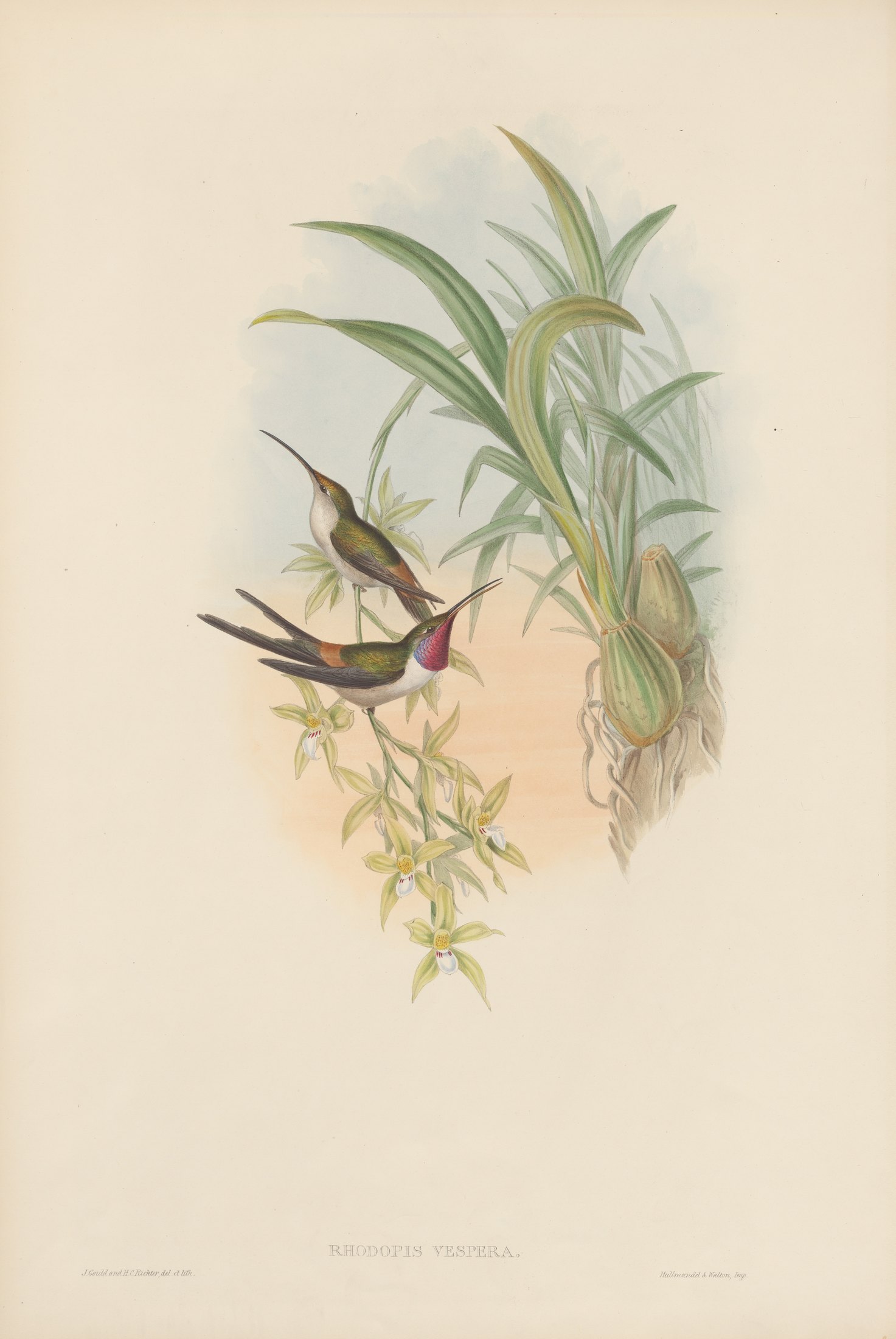 Rhodopis vespera — John Gould