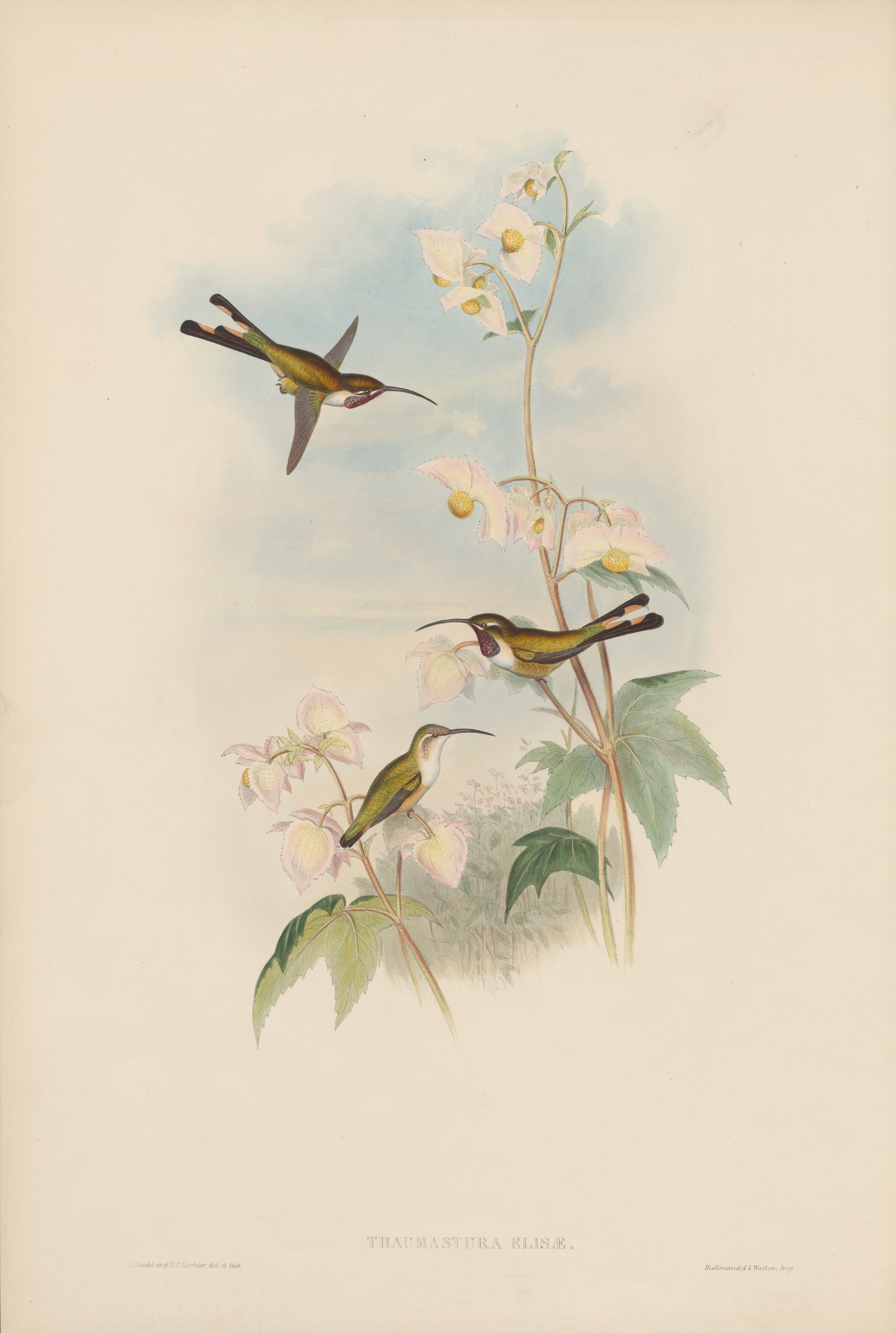 Thaumastura elizæ — John Gould