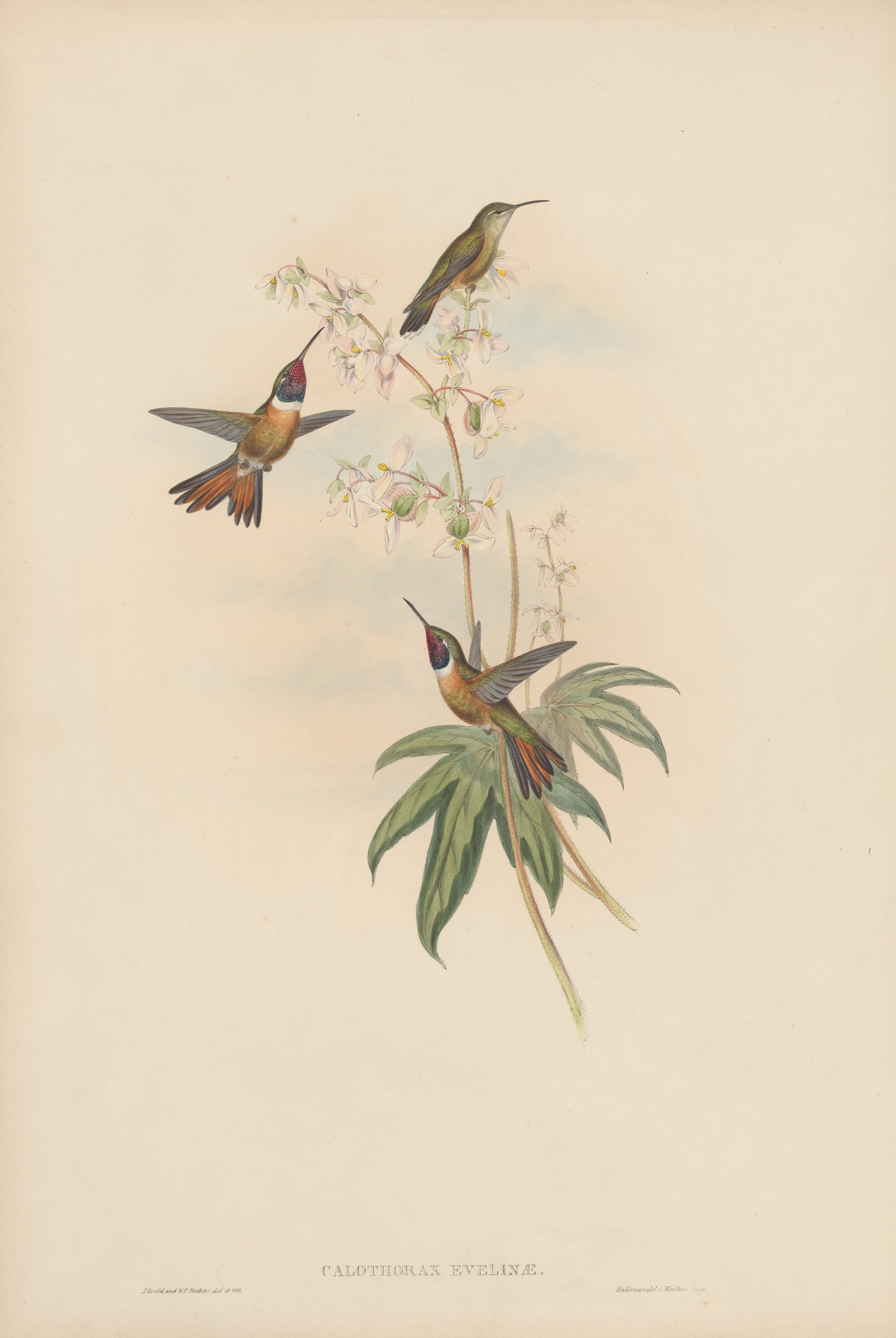 Thaumastura evelynæ / Calothorax evelynæ — John Gould