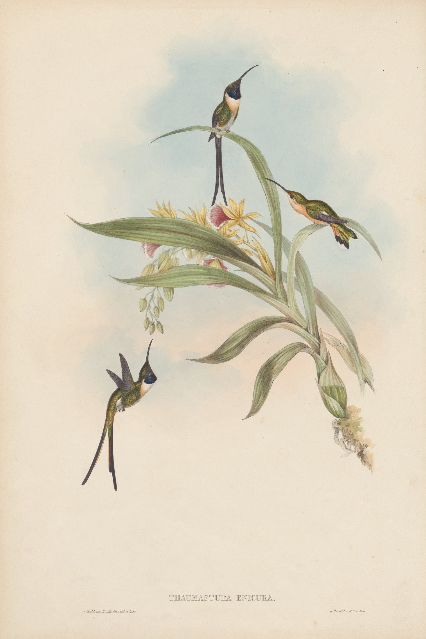 Thaumastura enicura — John Gould