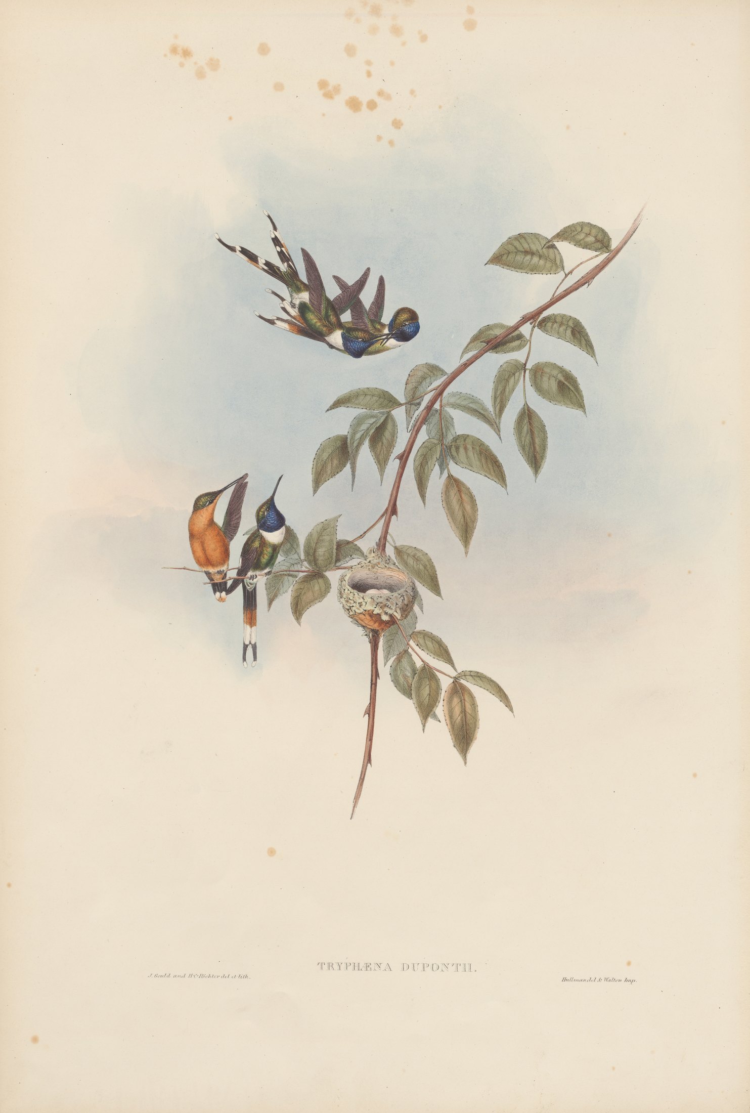 Tryphæna duponti — John Gould