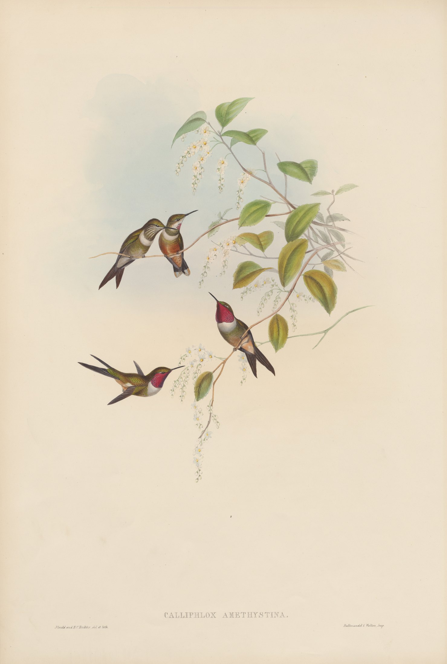 Calliphlox amethystina — John Gould