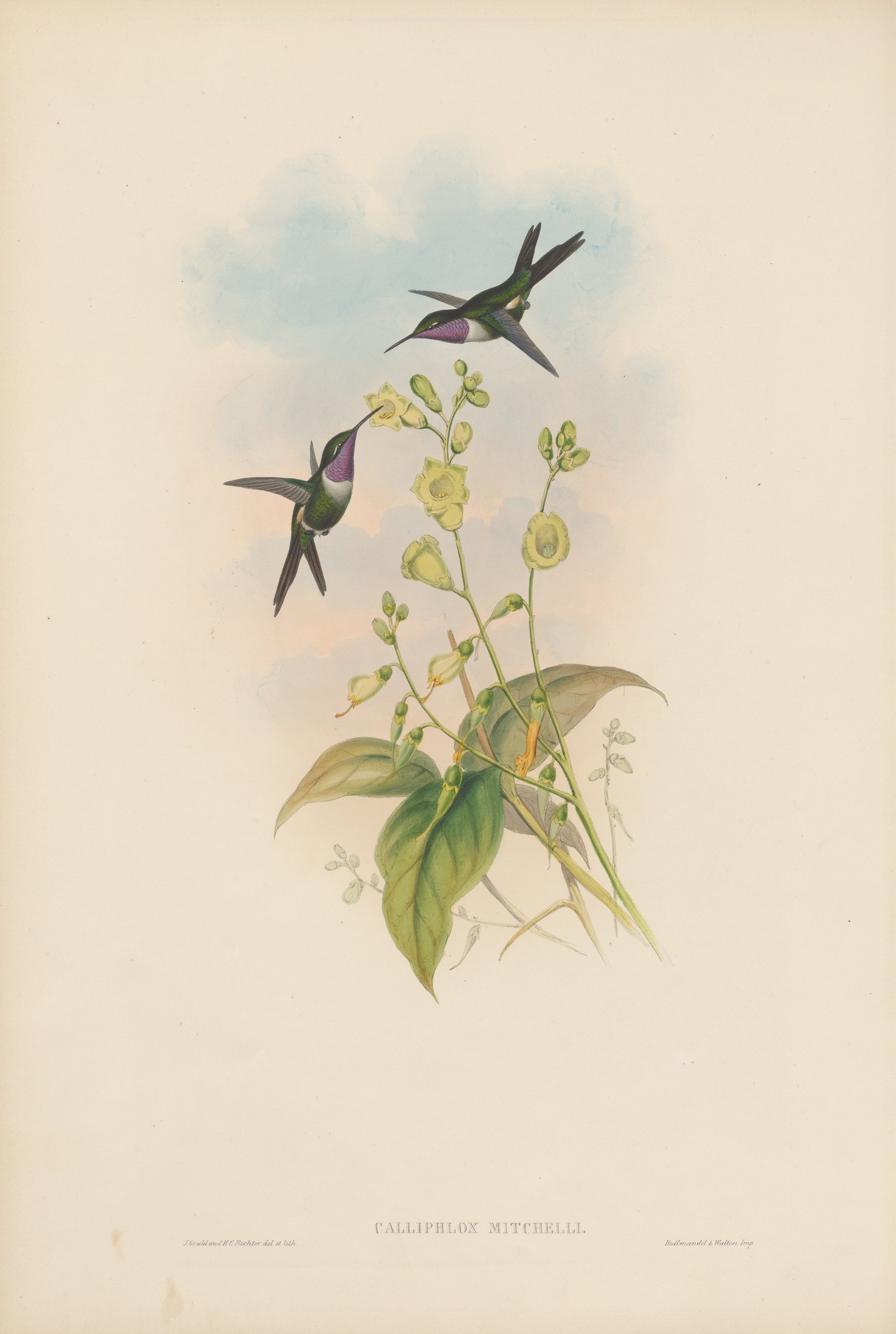 Calliphlox mitchelli — John Gould