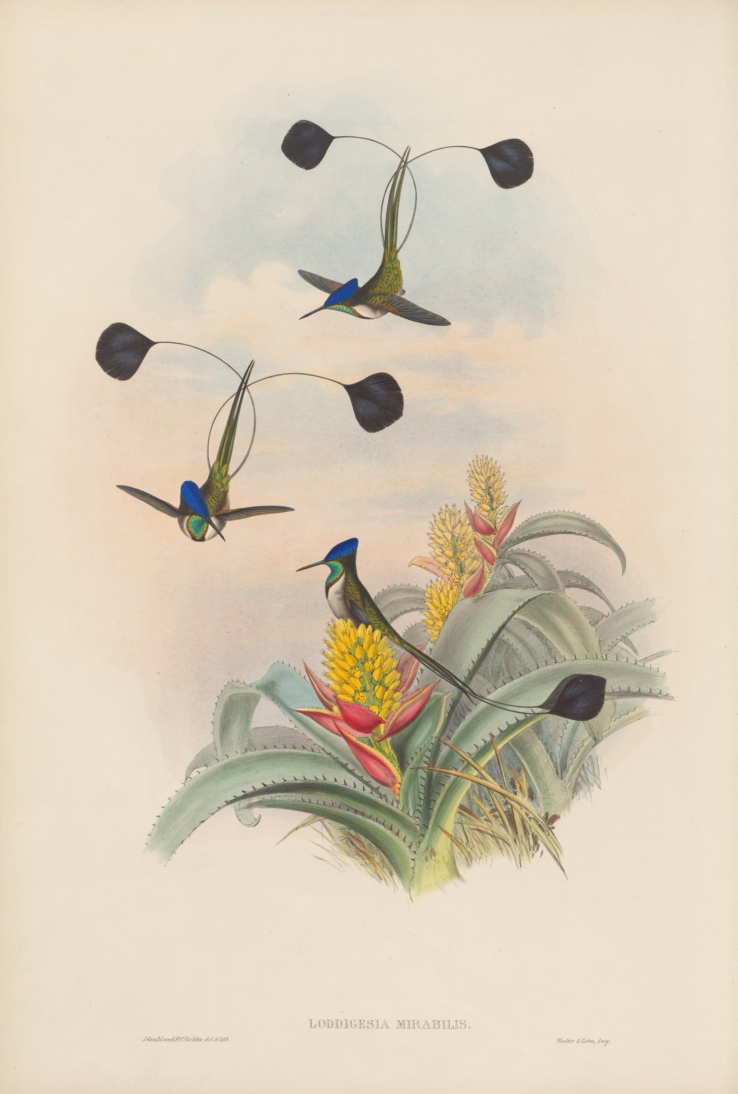 Loddigesia mirabilis, Gould — John Gould