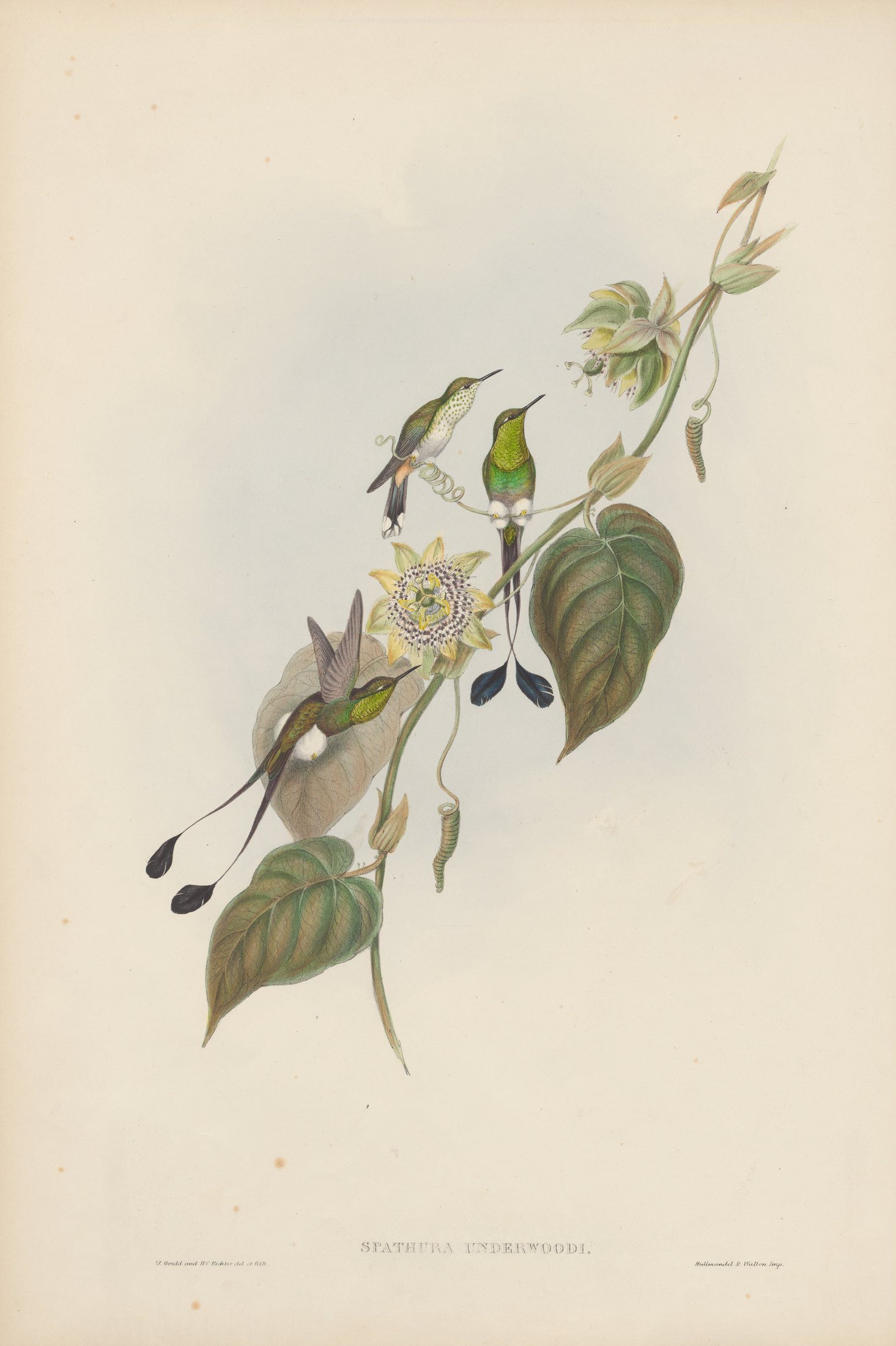Spathura underwoodi — John Gould