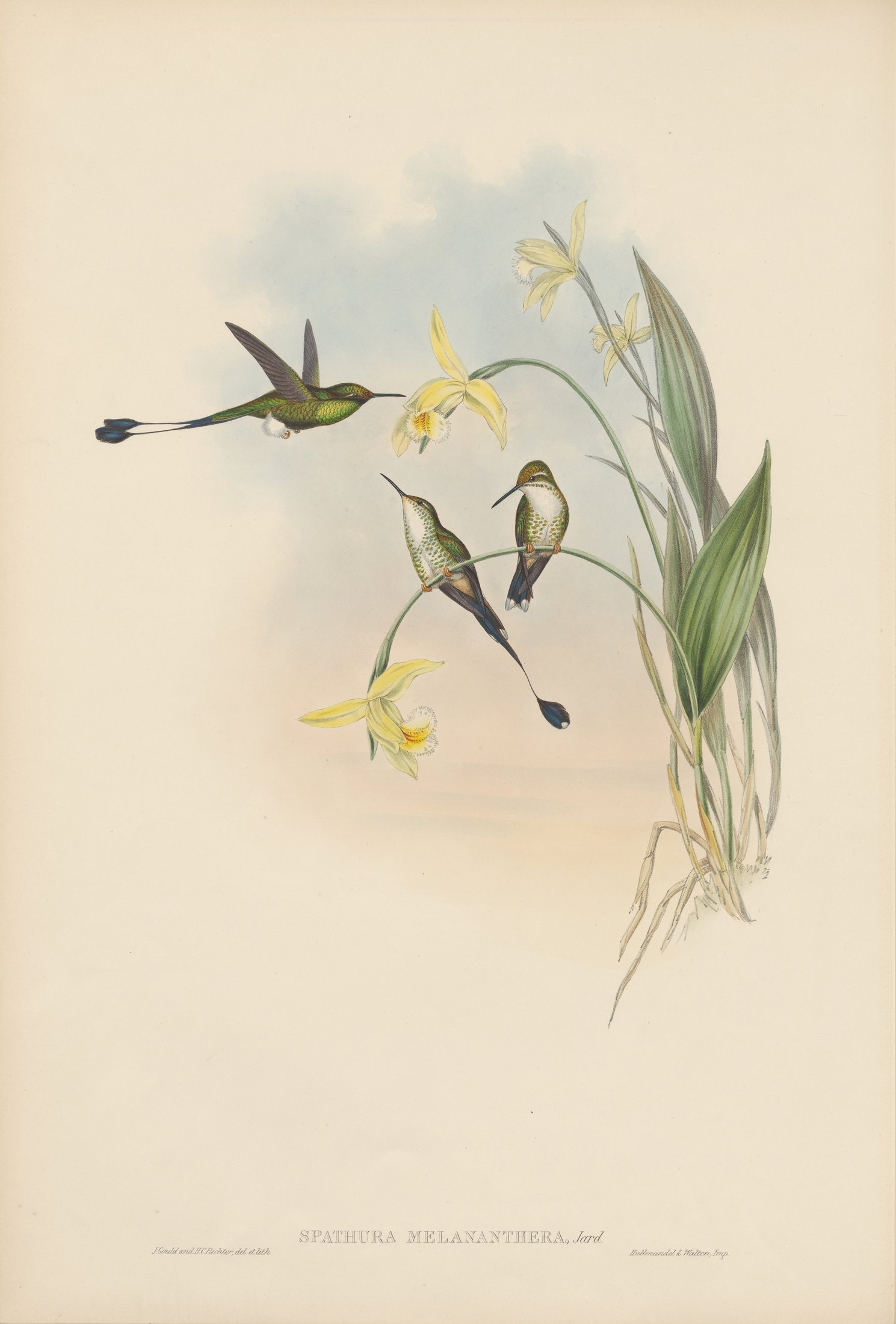 Spathura melananthera, Jard. — John Gould