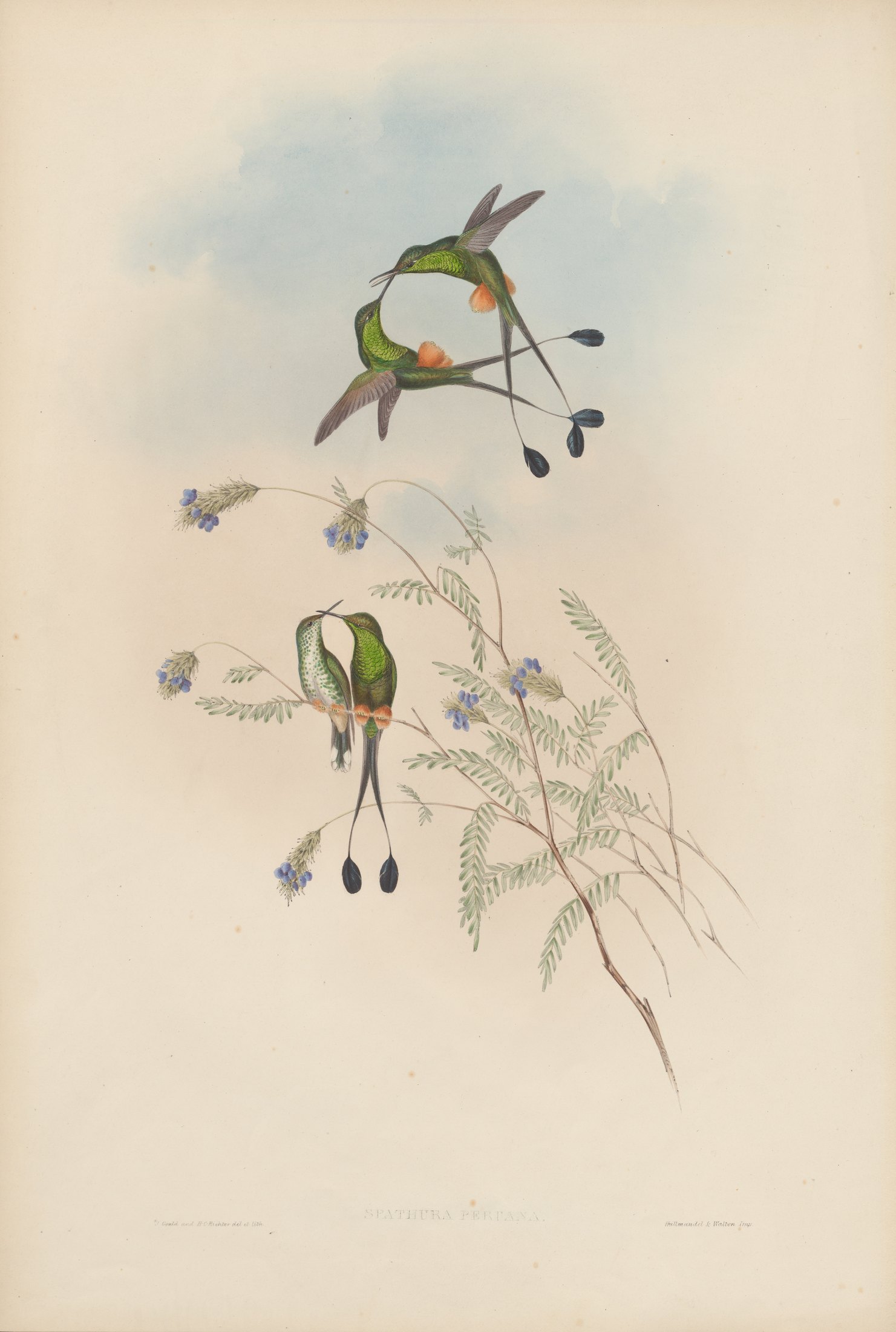Spathura peruana, Gould — John Gould