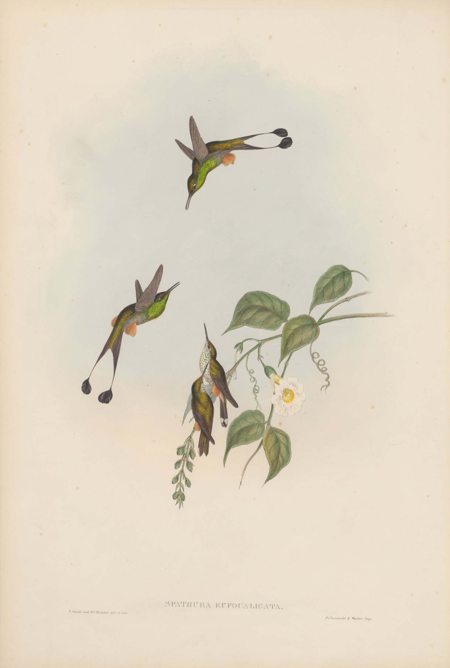 Spathura rufocaligata, Gould — John Gould