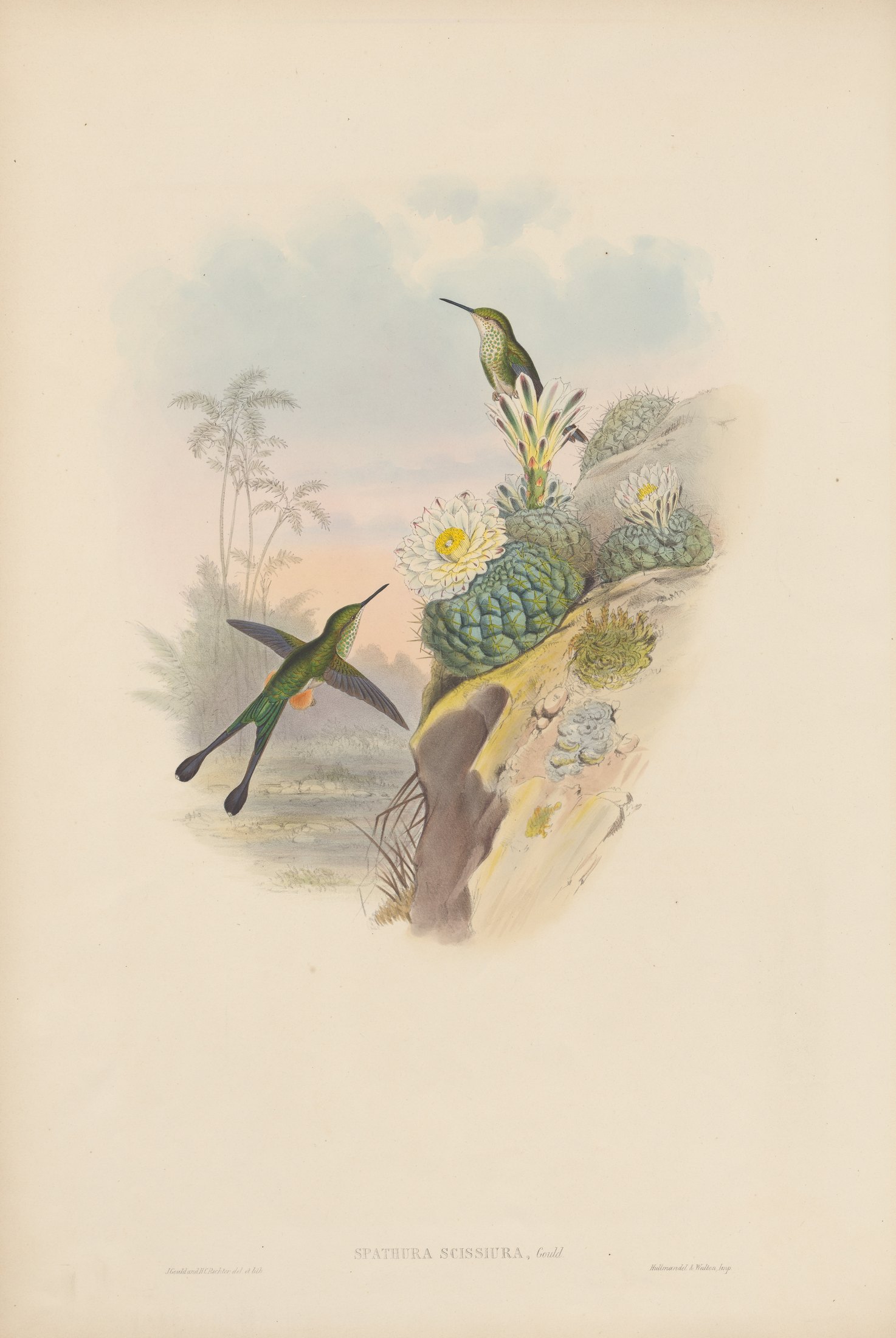 Spathura cissiura, Gould — John Gould