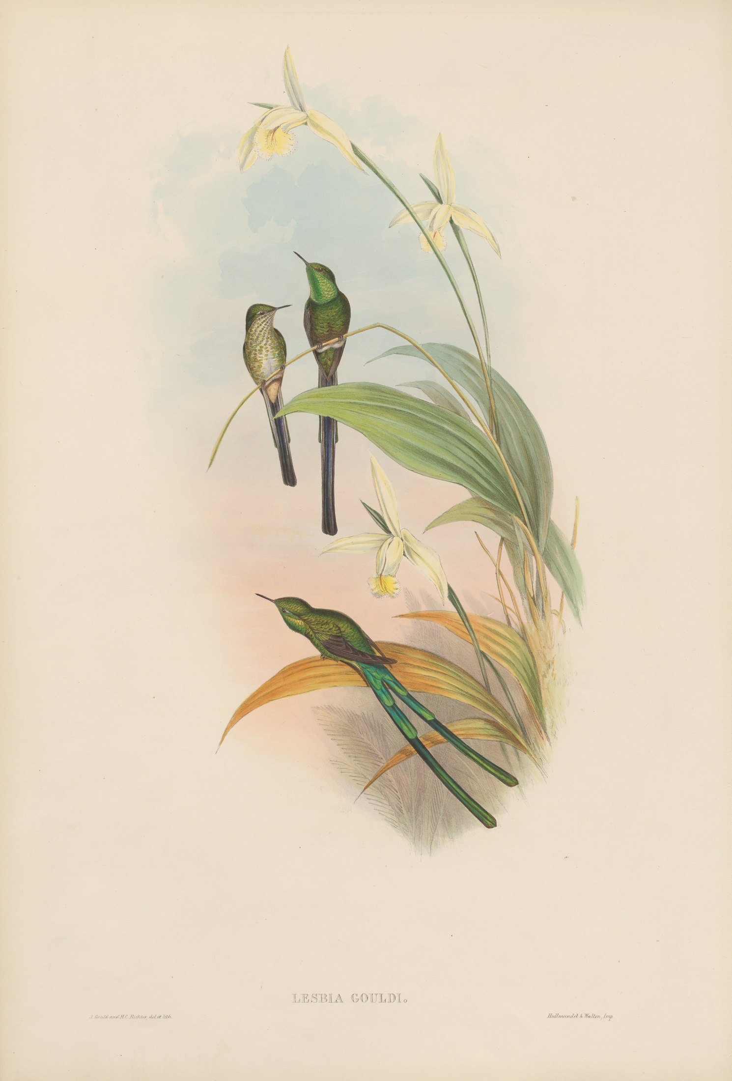 Lesbia gouldi — John Gould